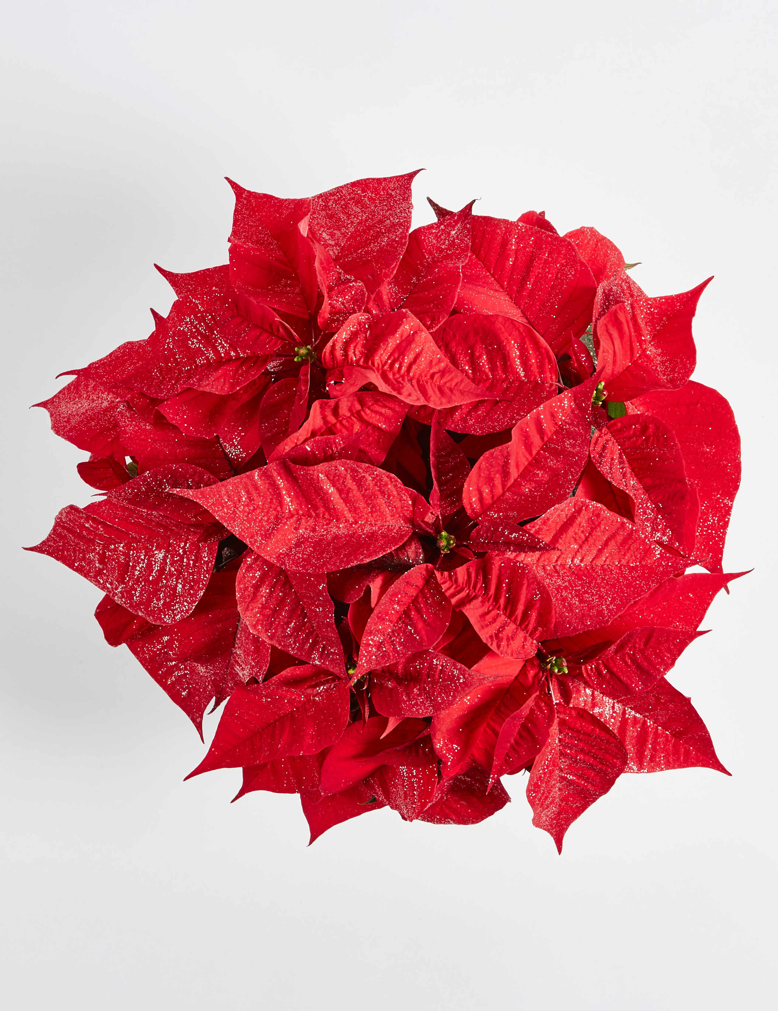Christmas Sparkling Poinsettia Bowl 3 of 5