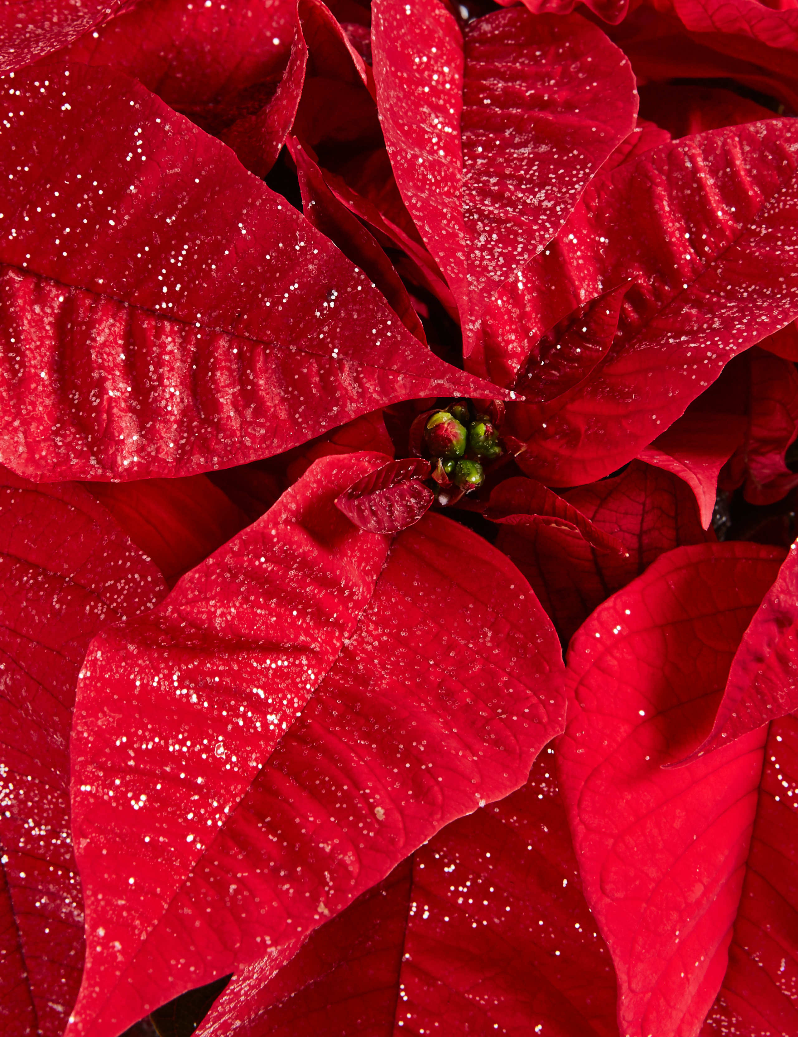 Christmas Sparkling Poinsettia Bowl 4 of 5