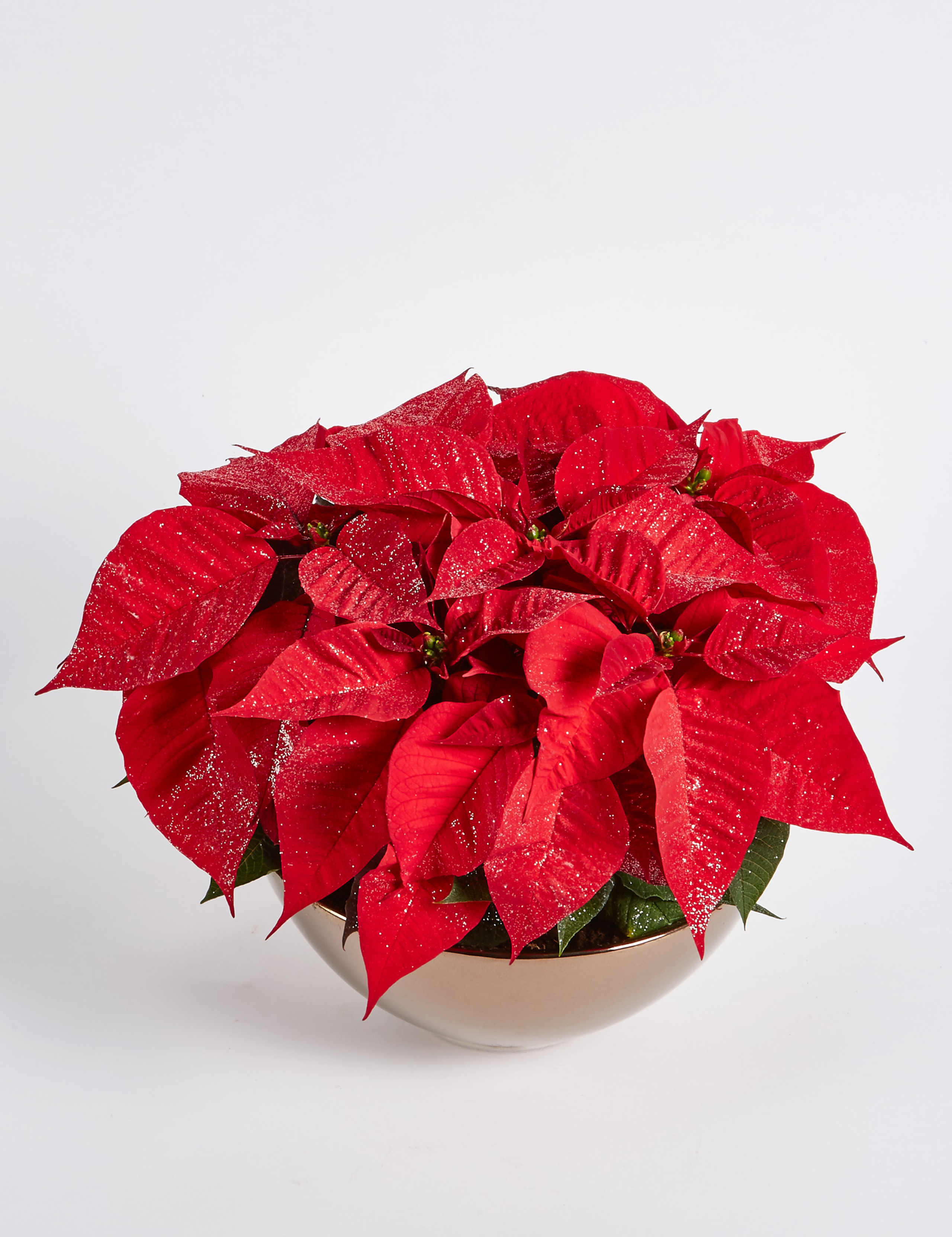 Christmas Sparkling Poinsettia Bowl 5 of 5