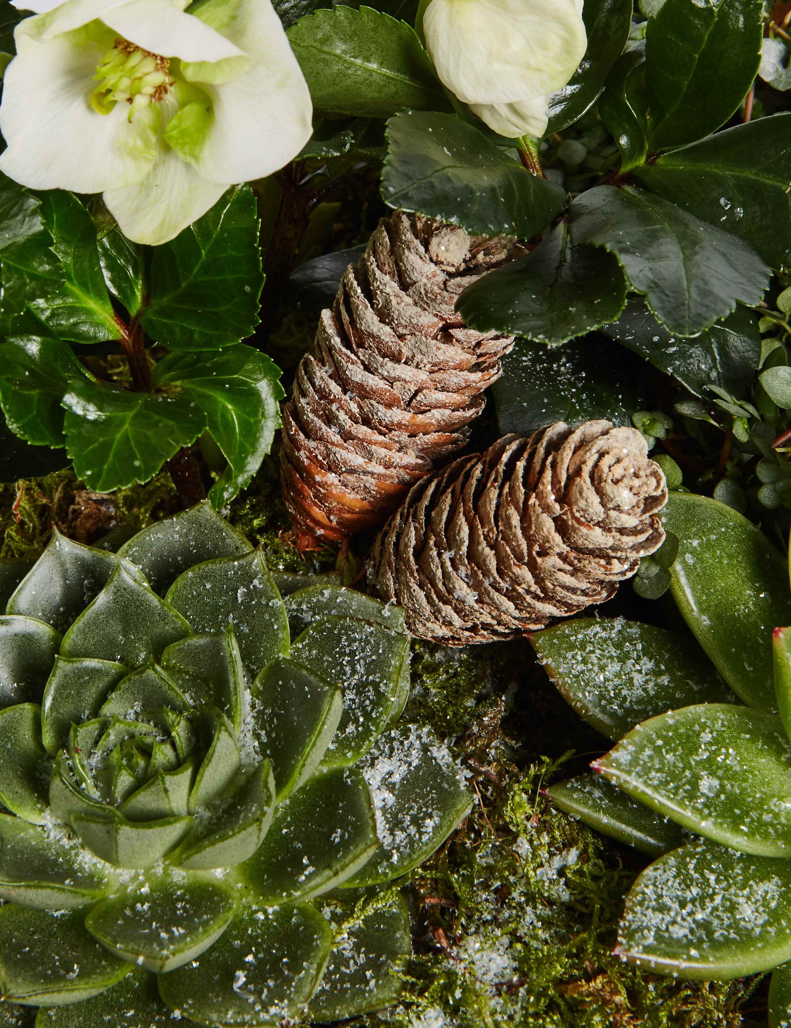 Christmas Woodland Arrangement | M&S