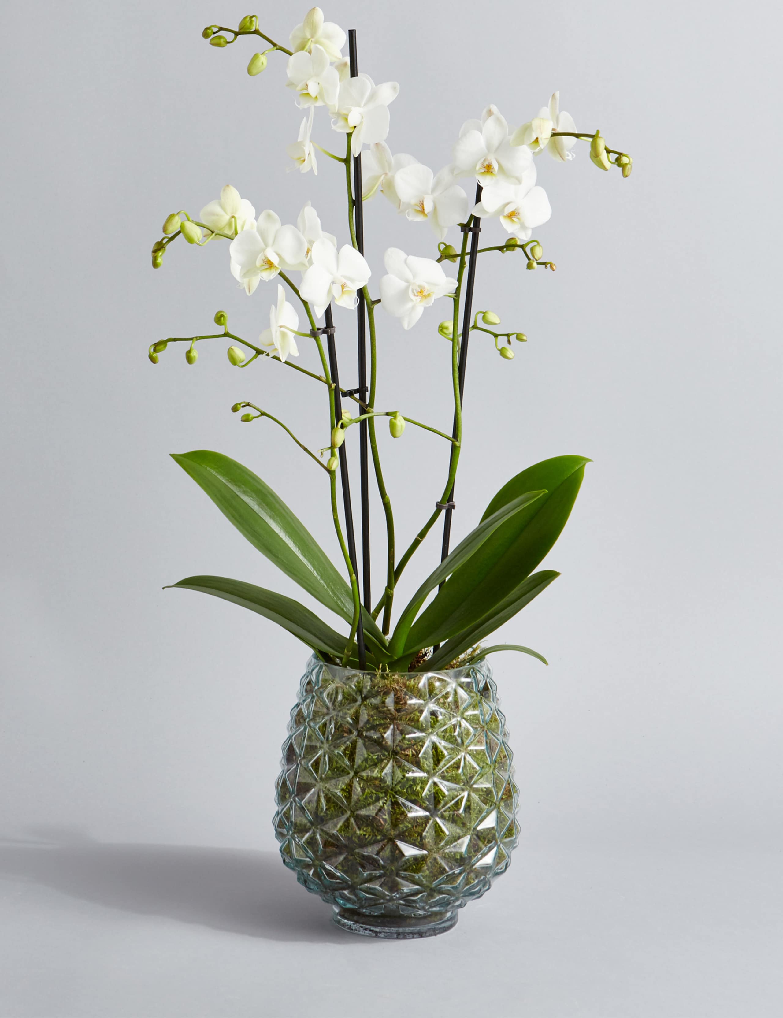 The Collection Multifloral Triple Stem Orchid 1 of 6