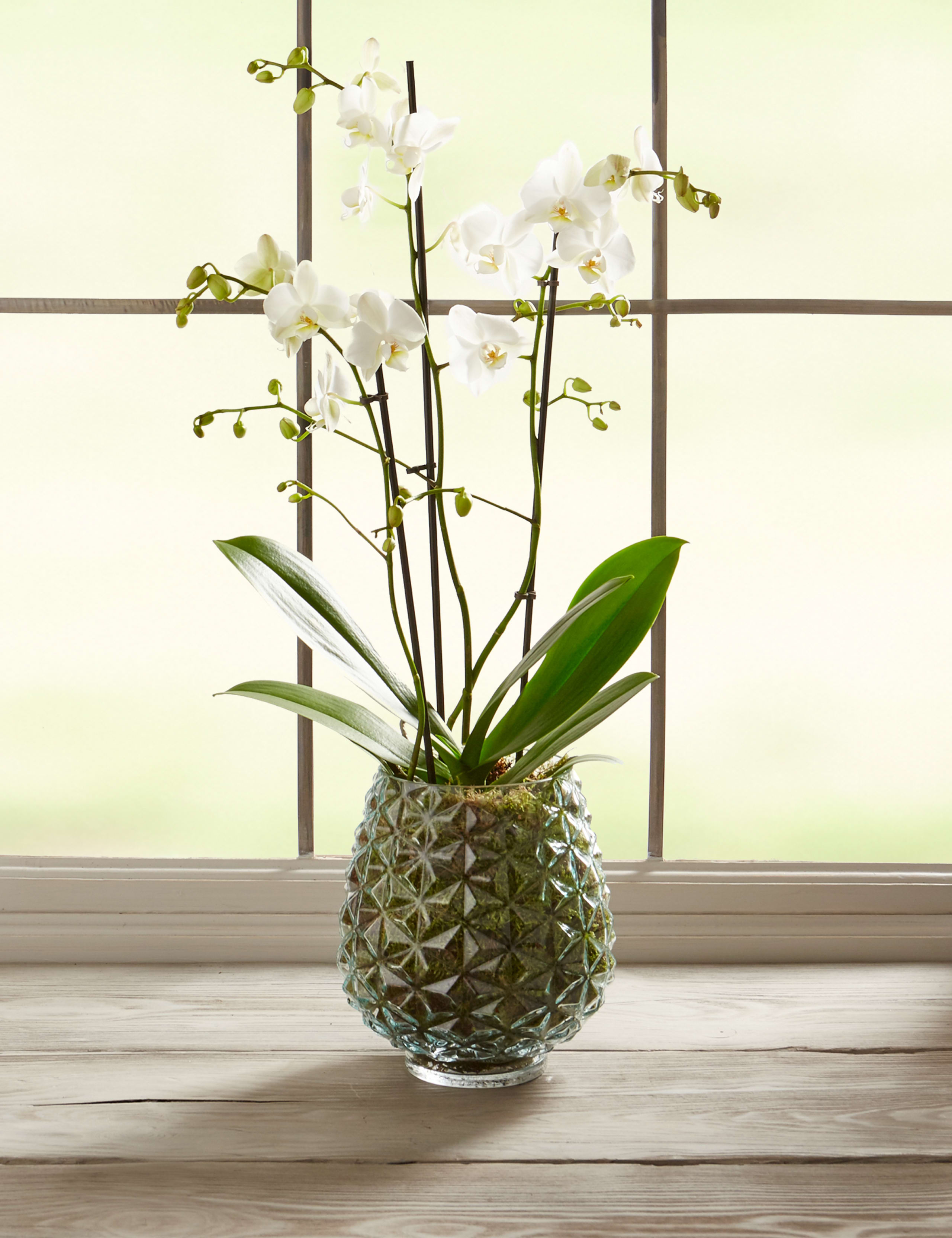 The Collection Multifloral Triple Stem Orchid 2 of 6