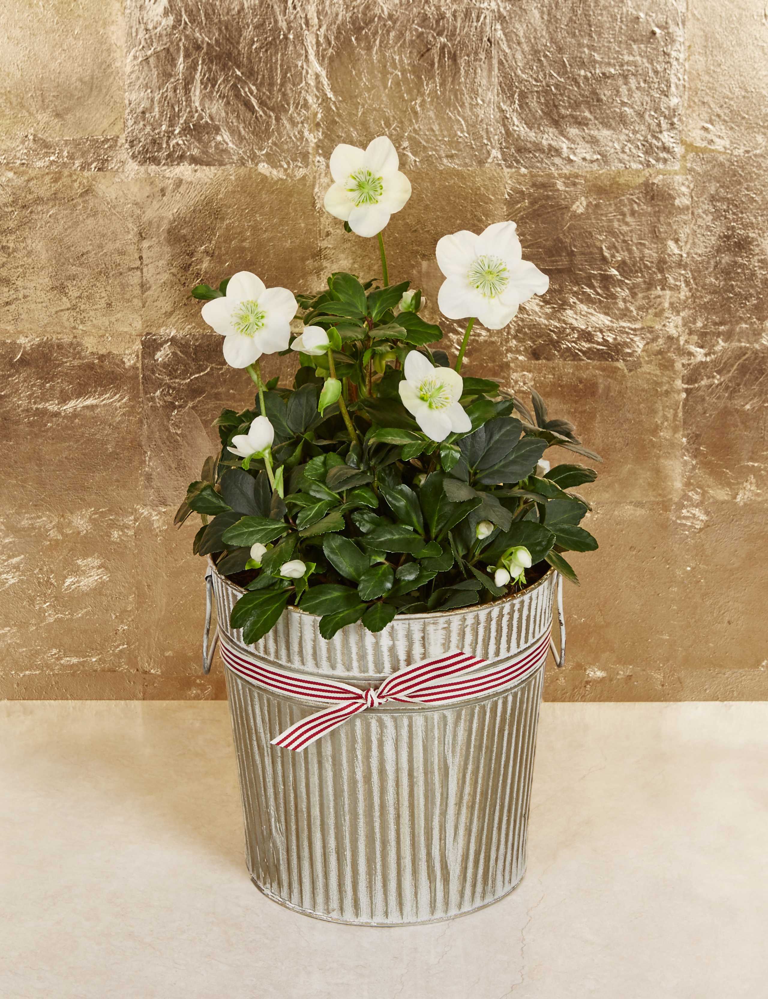 Christmas Rose Tin 1 of 5