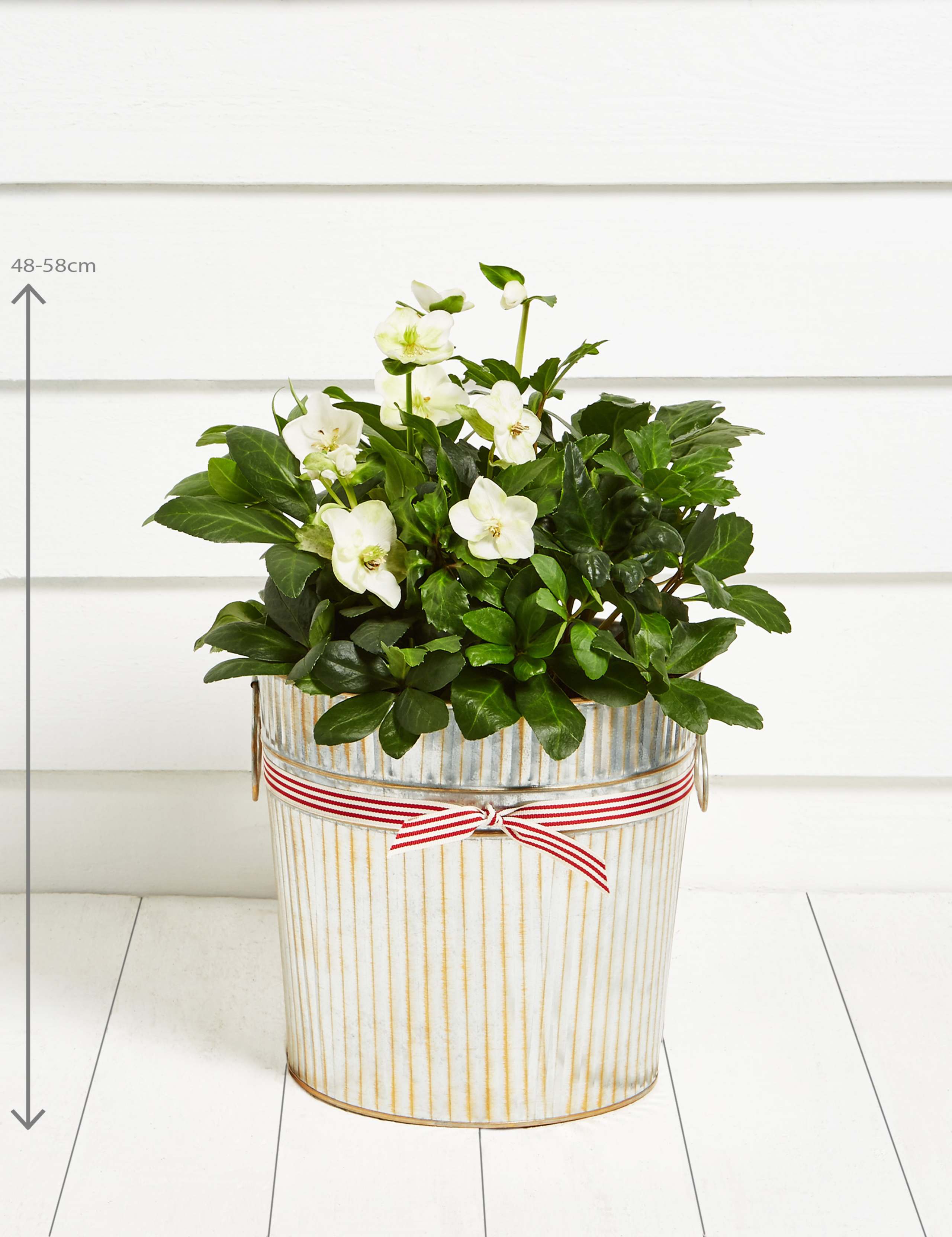 Christmas Rose Tin 2 of 5