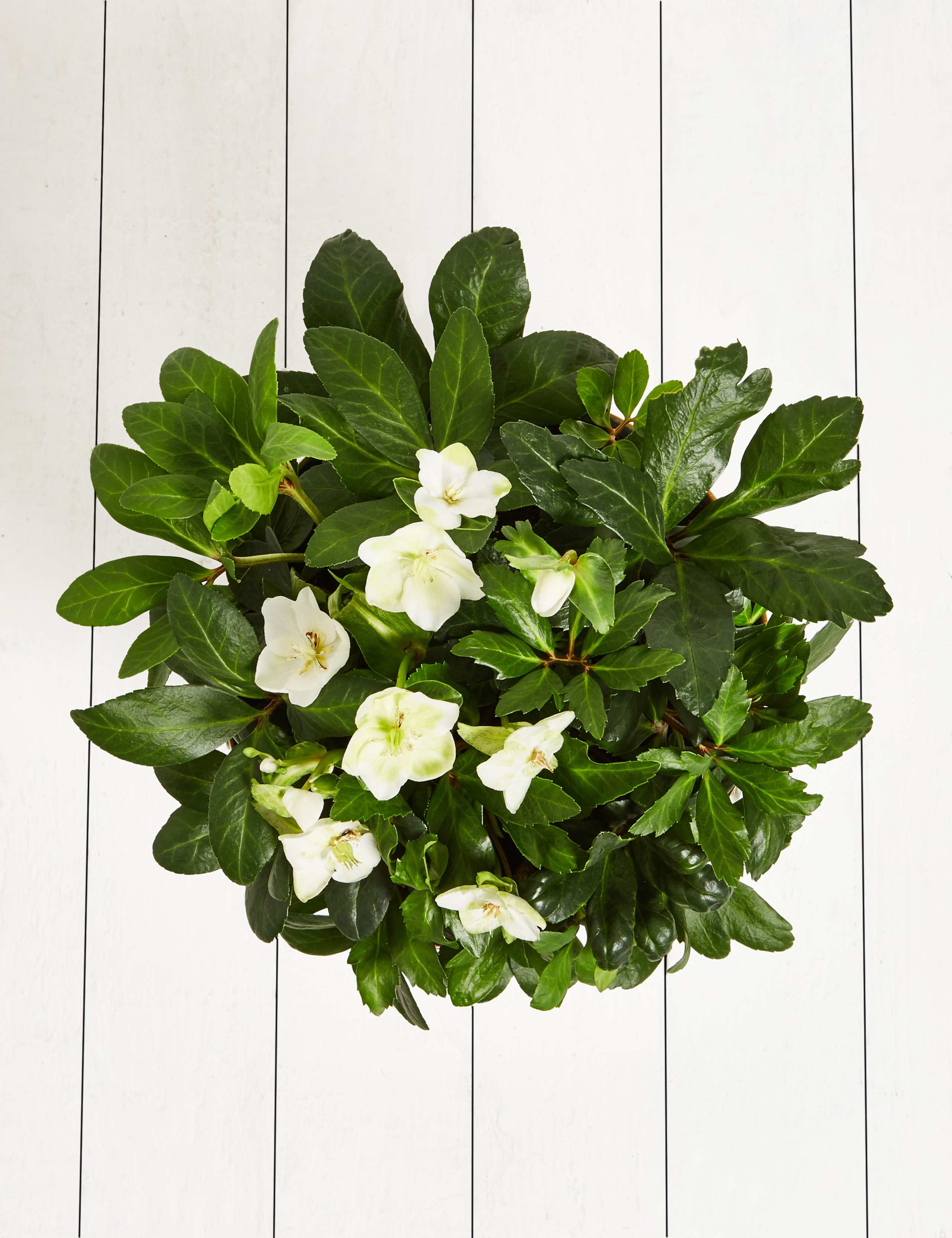 Christmas Rose Tin 3 of 5