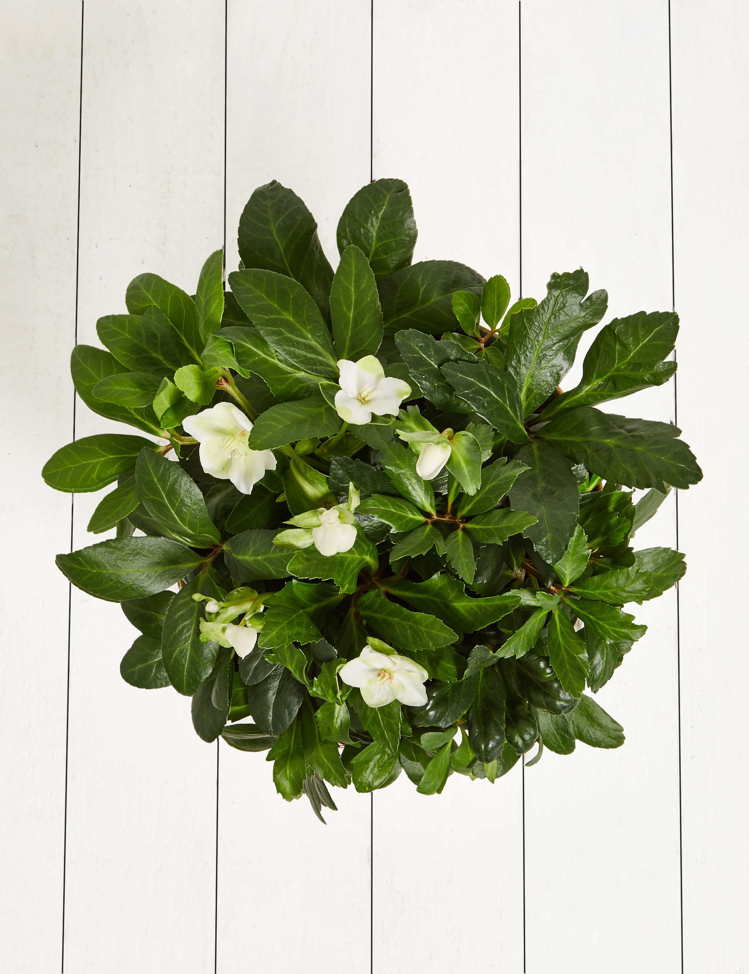 Christmas Rose Tin 4 of 5