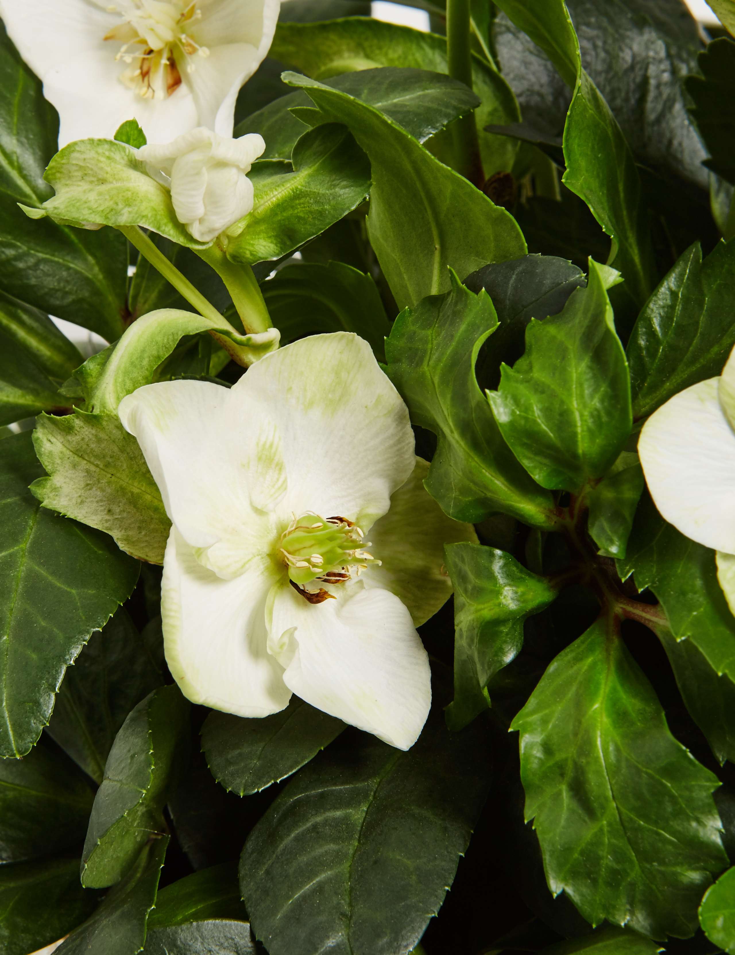 Christmas Rose Tin 5 of 5