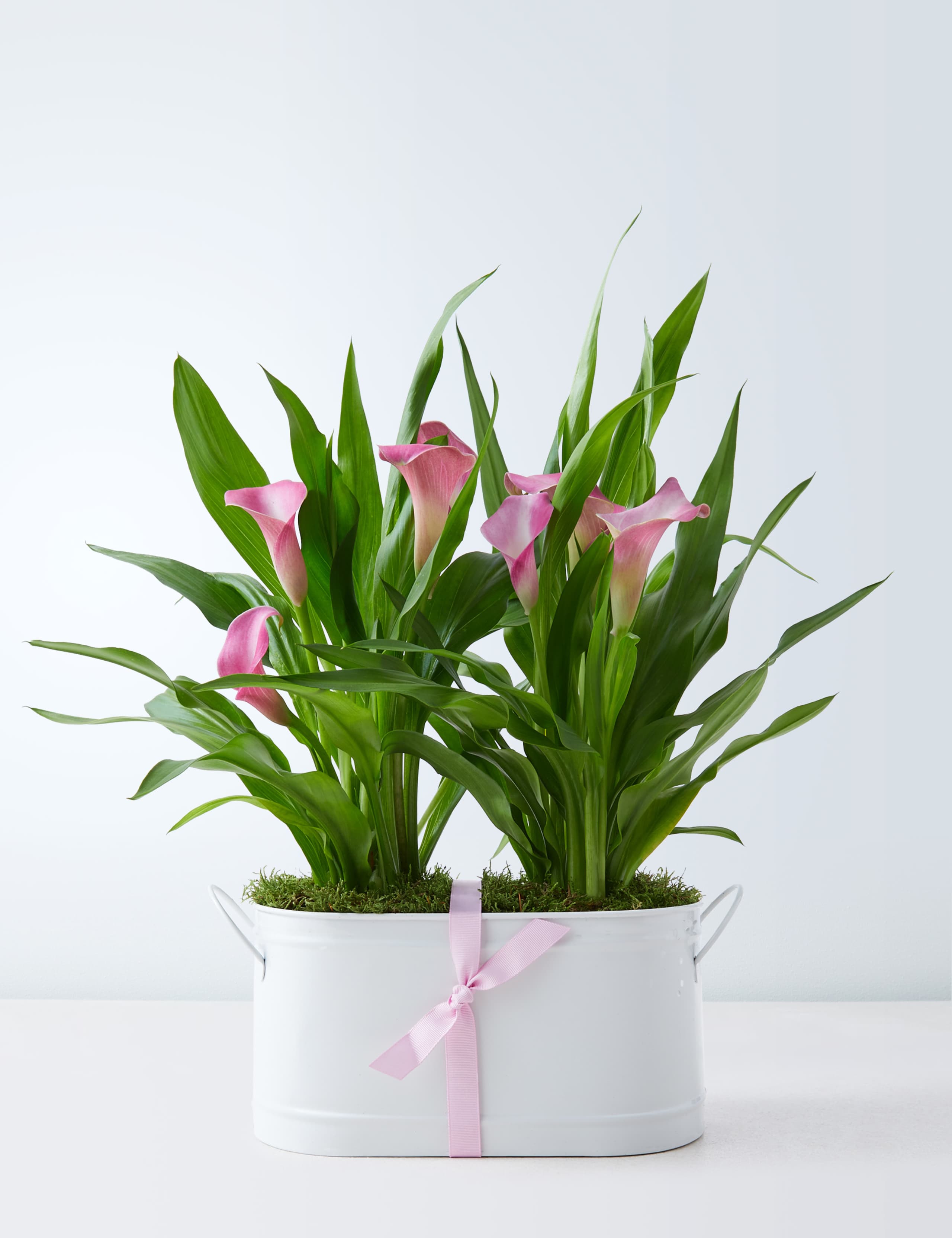 Calla Lily Globe 1 of 6