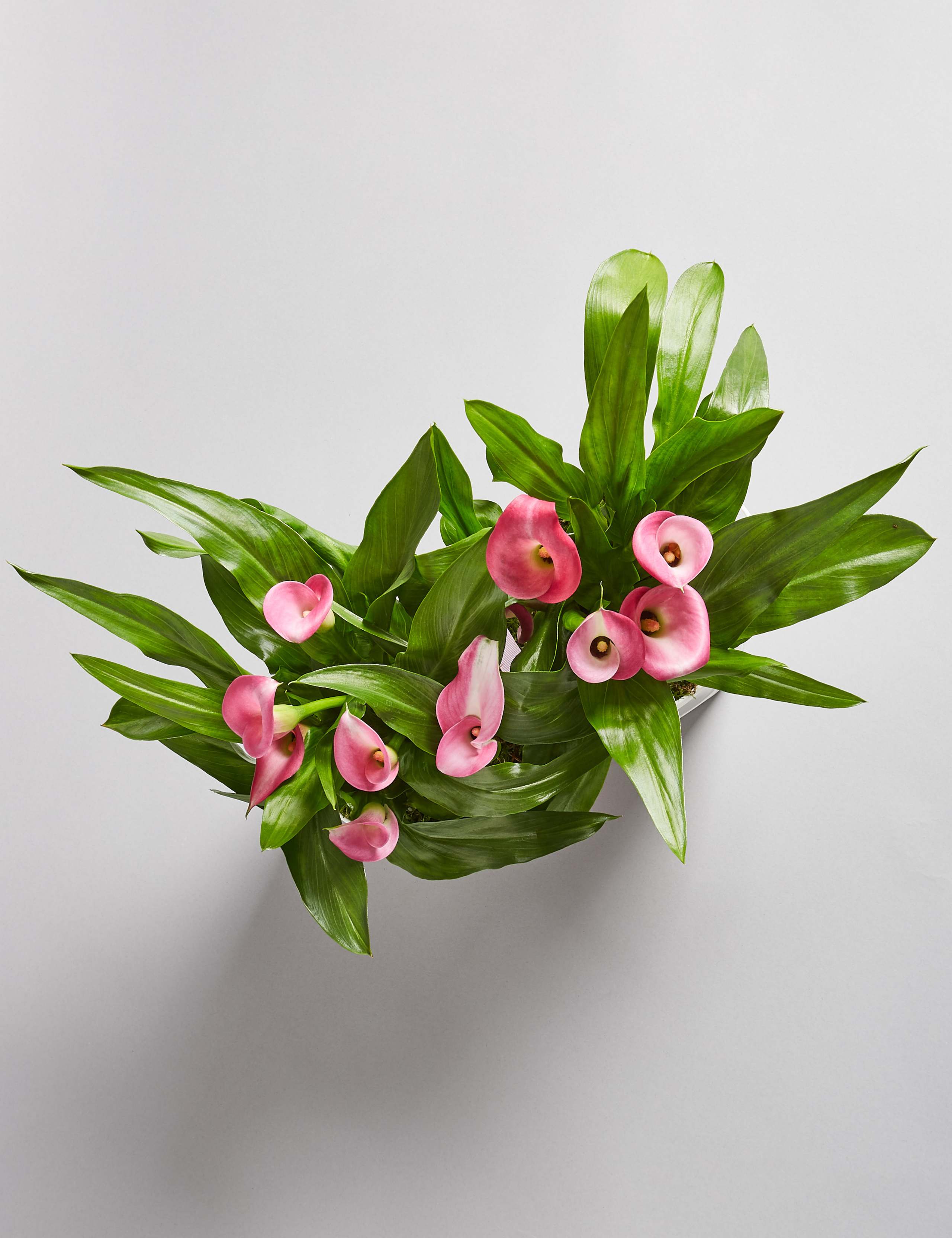 Calla Lily Globe 5 of 6