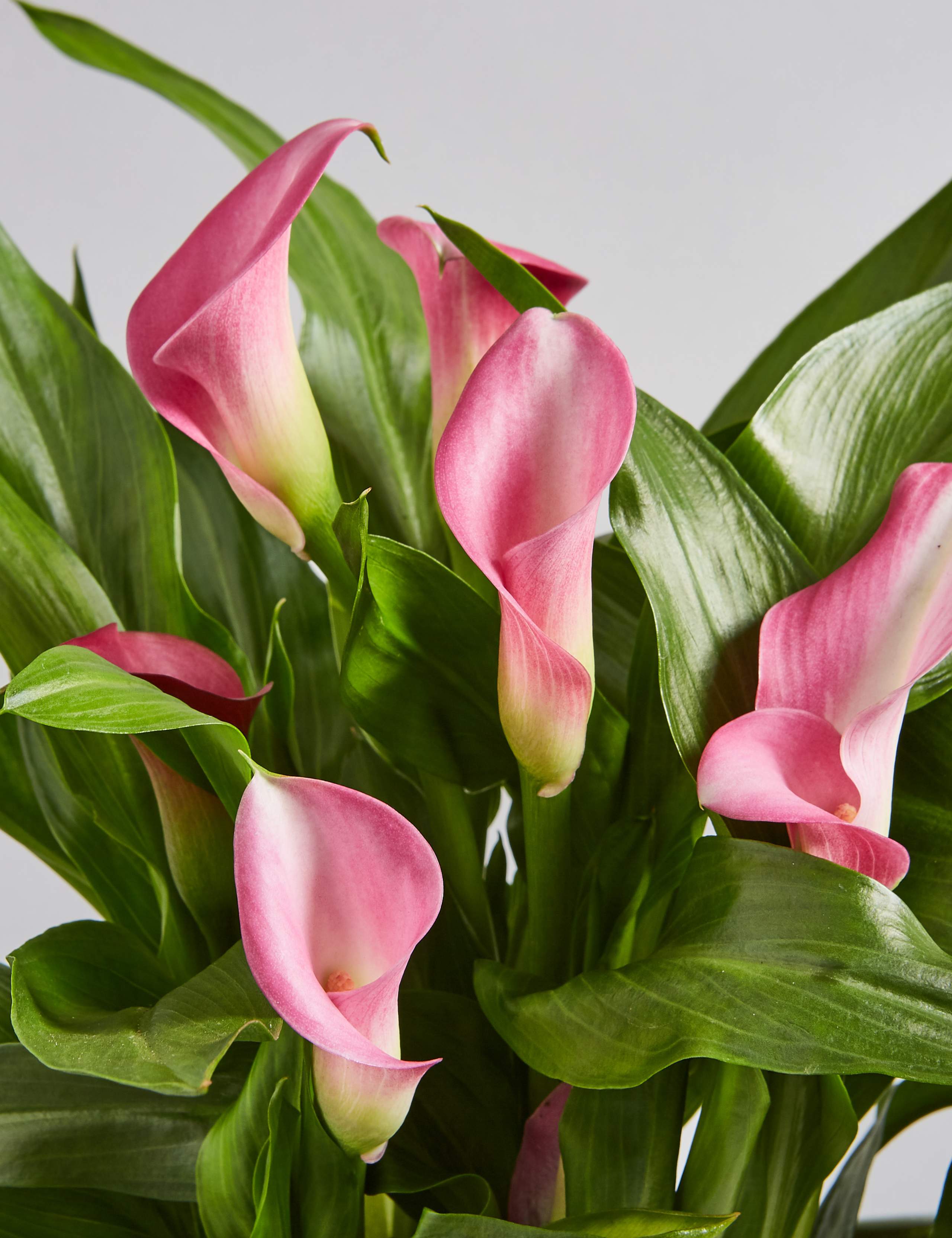 Calla Lily Globe 6 of 6