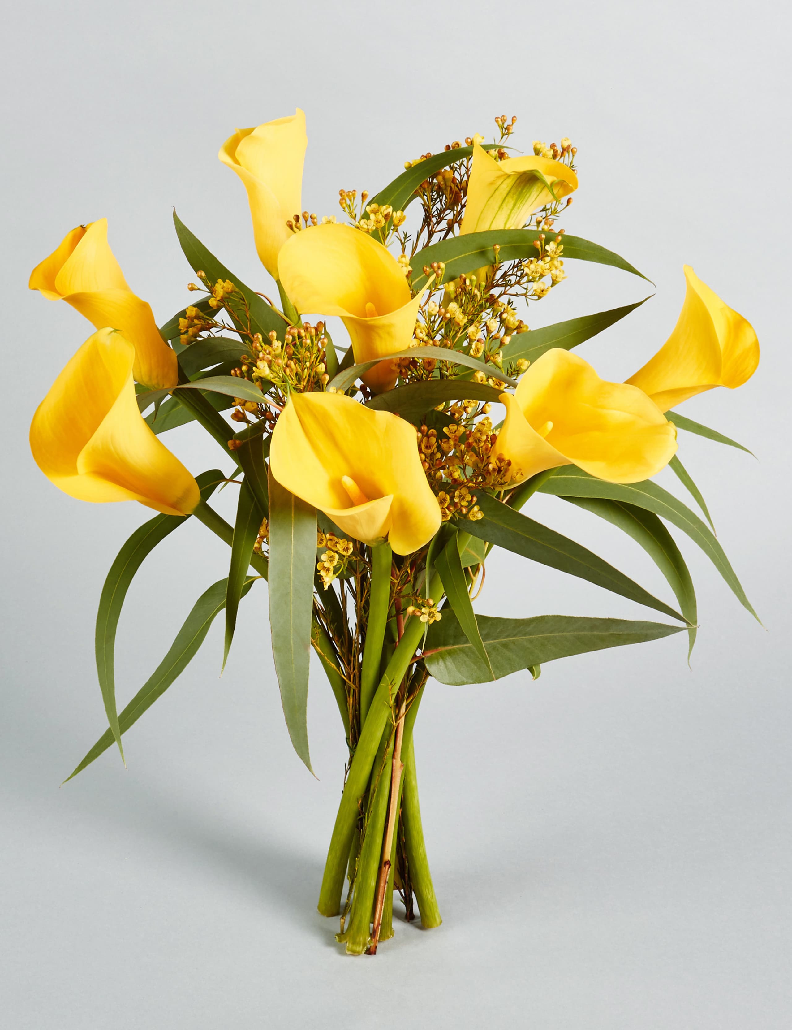 The Collection Calla Lilies 1 of 6