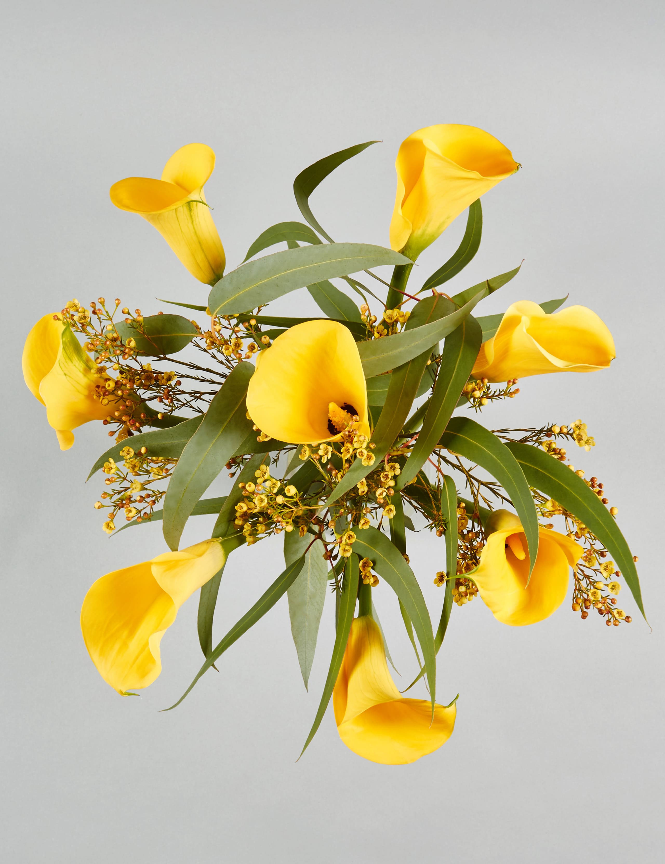 The Collection Calla Lilies 4 of 6