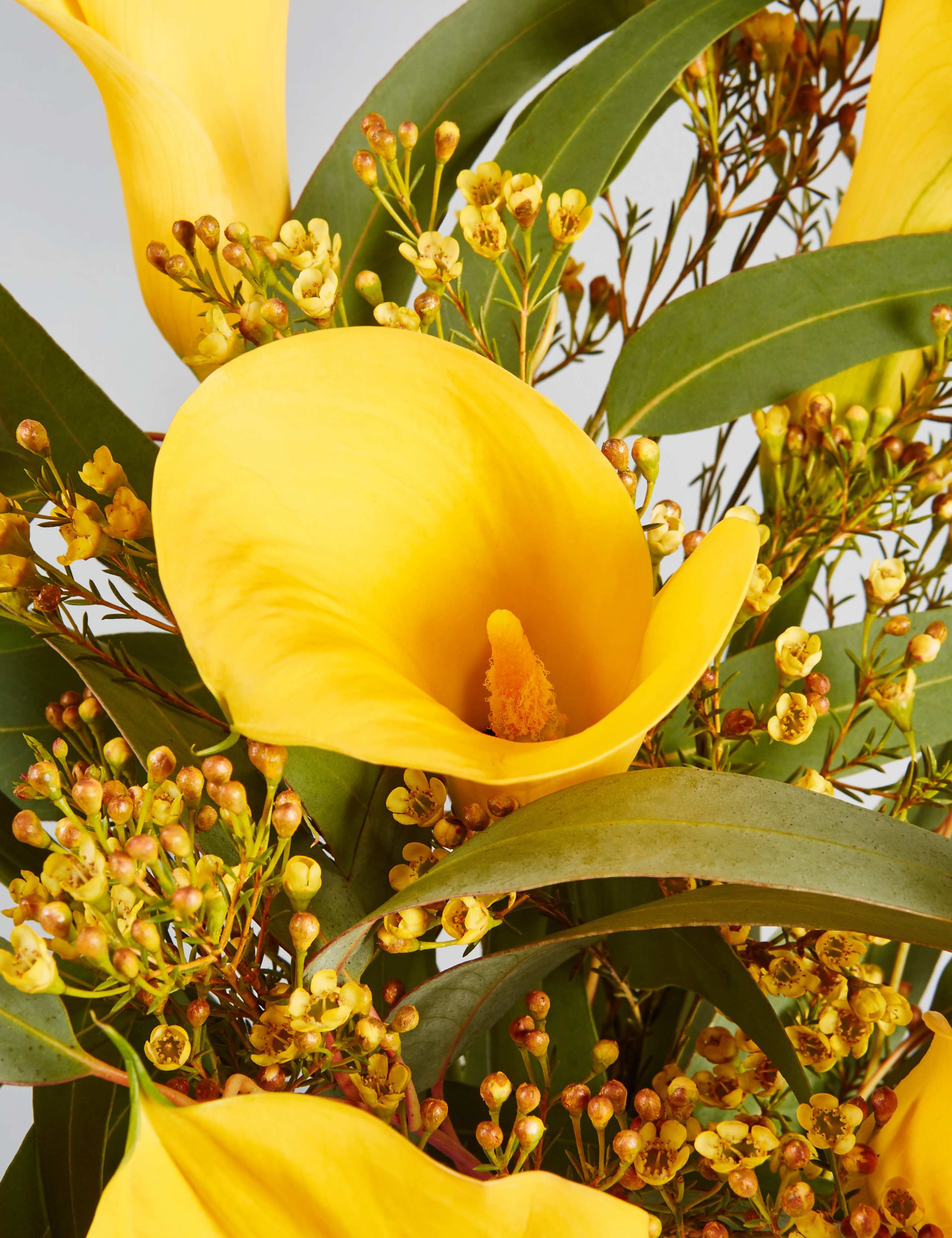 The Collection Calla Lilies | M&S