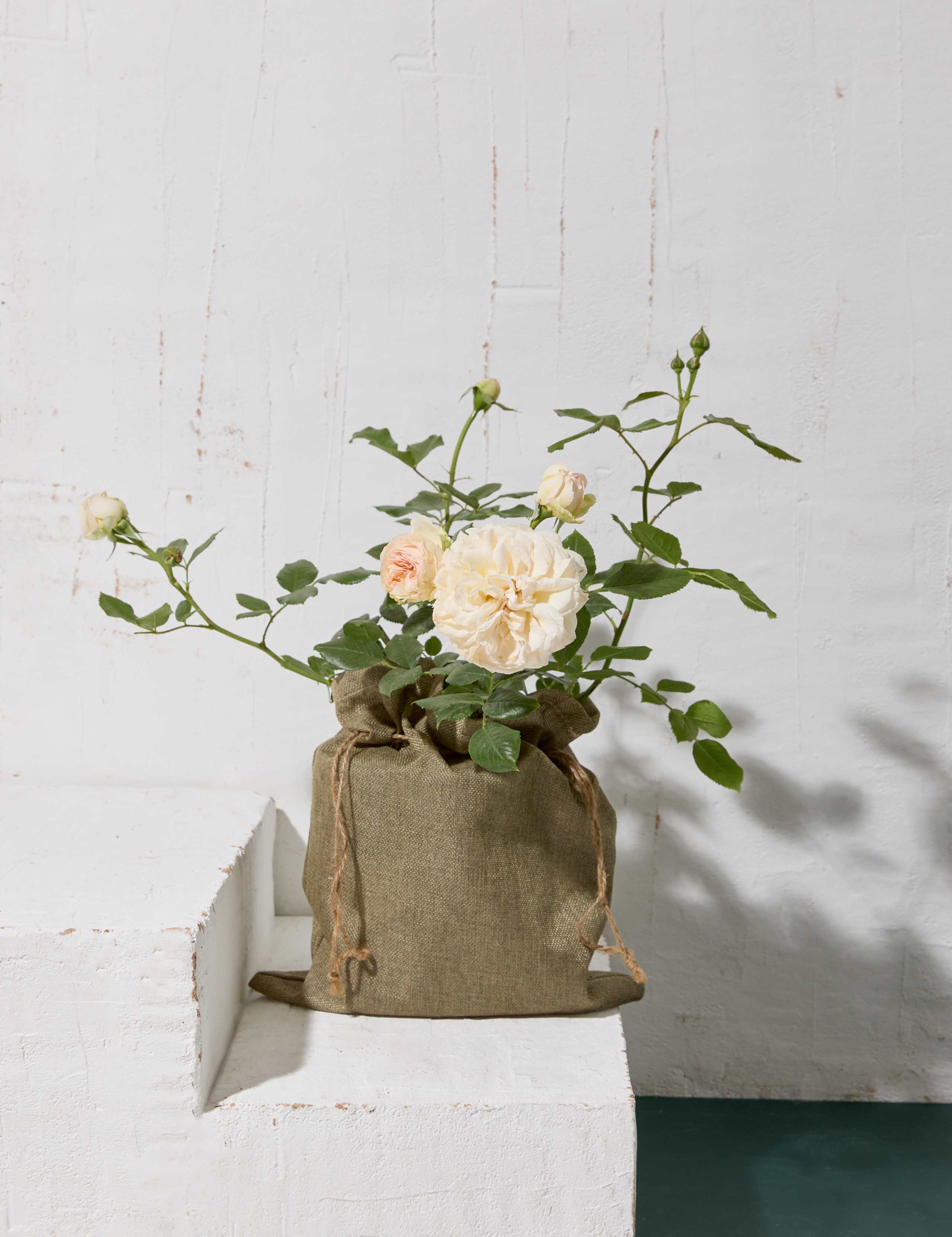 Timeless Cream Rose Plant 1 of 7