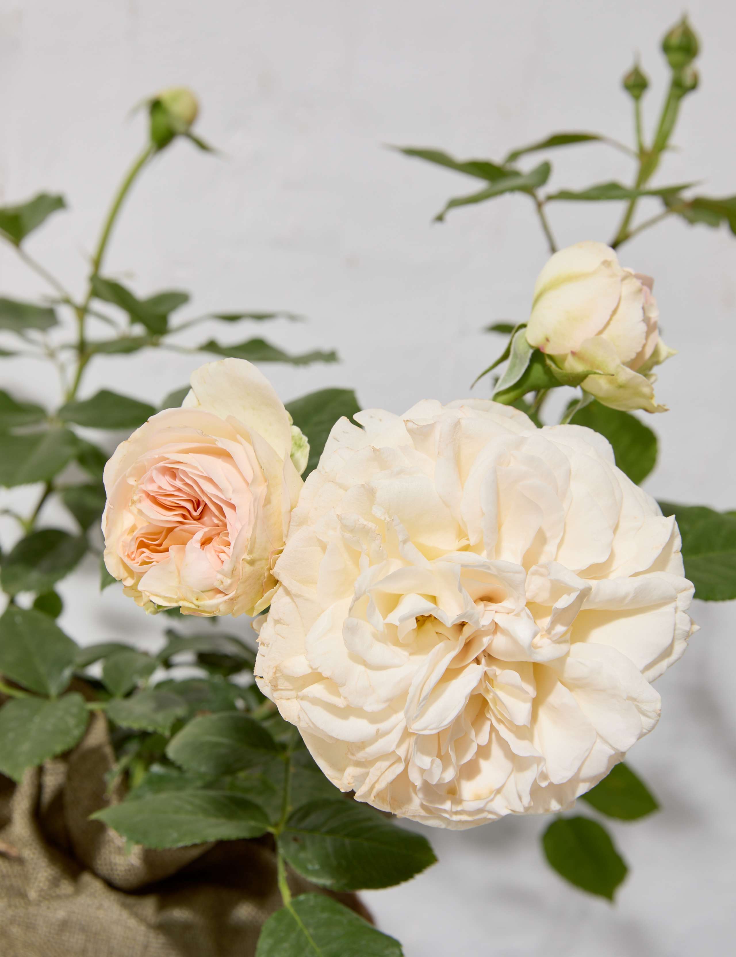 Timeless Cream Rose Plant 3 of 7