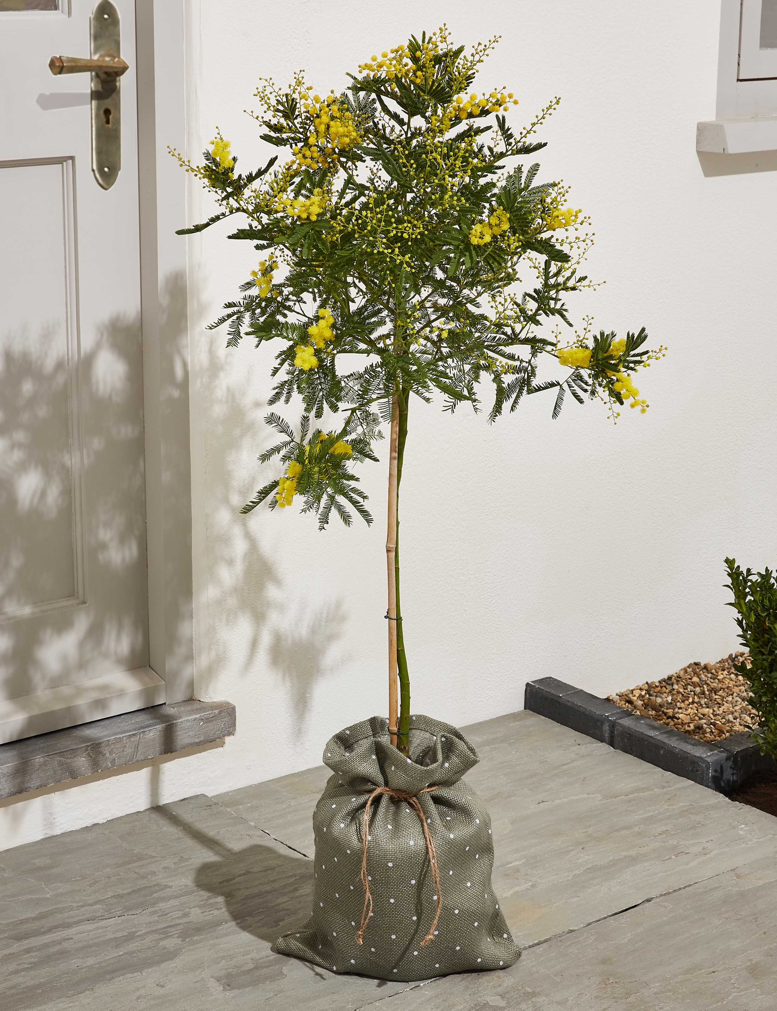 Mimosa Tree 1 of 6