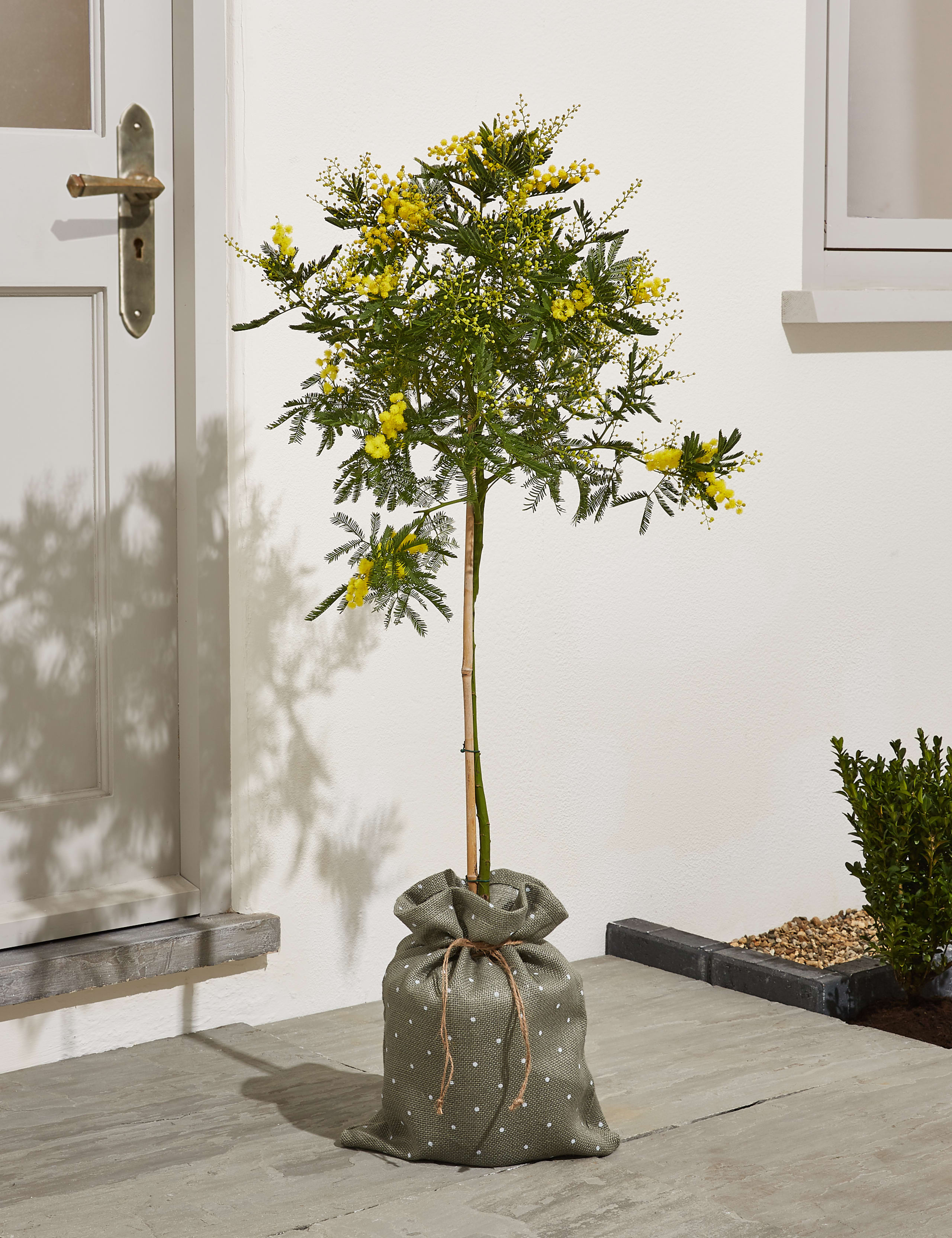 Mimosa Tree 2 of 6