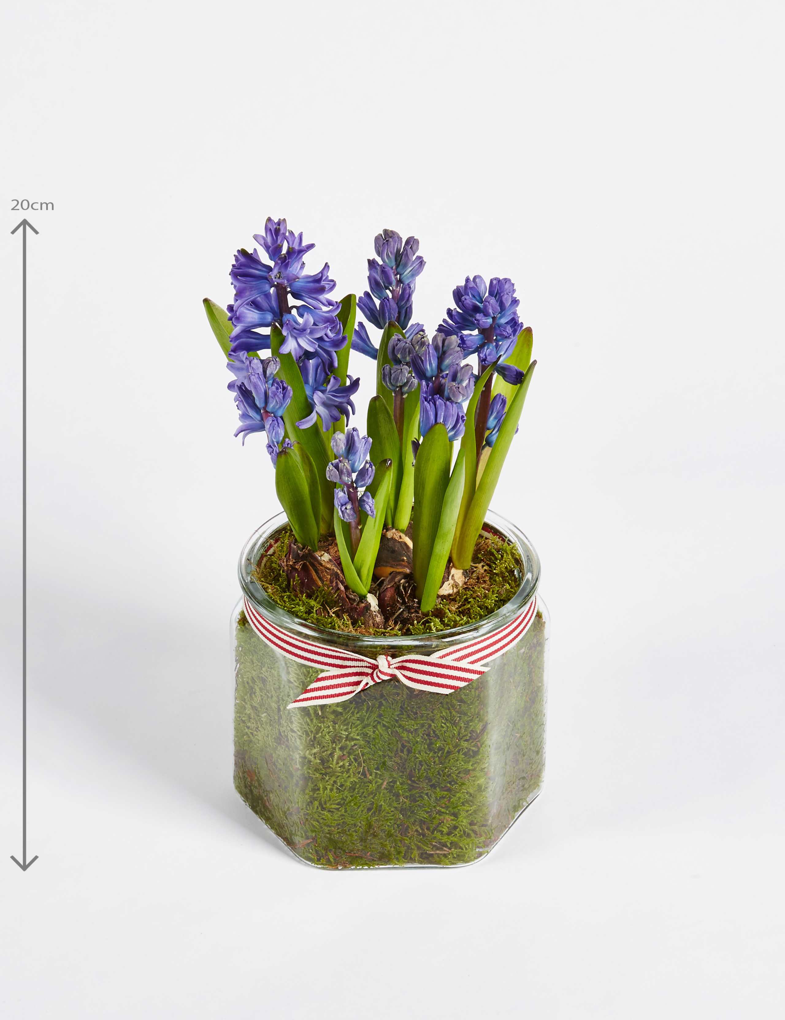 Christmas Hyacinth Glass 2 of 6