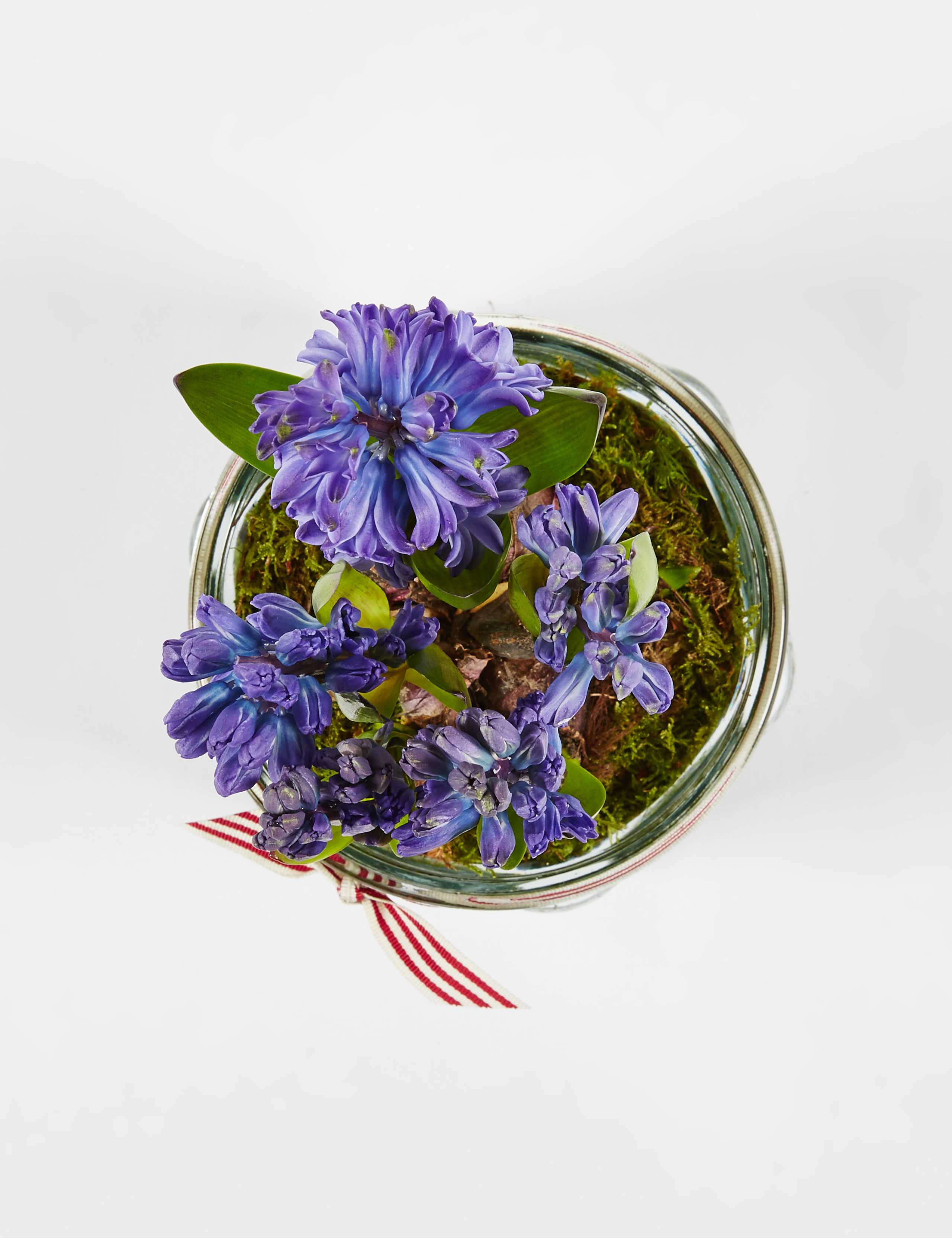 Christmas Hyacinth Glass 3 of 6