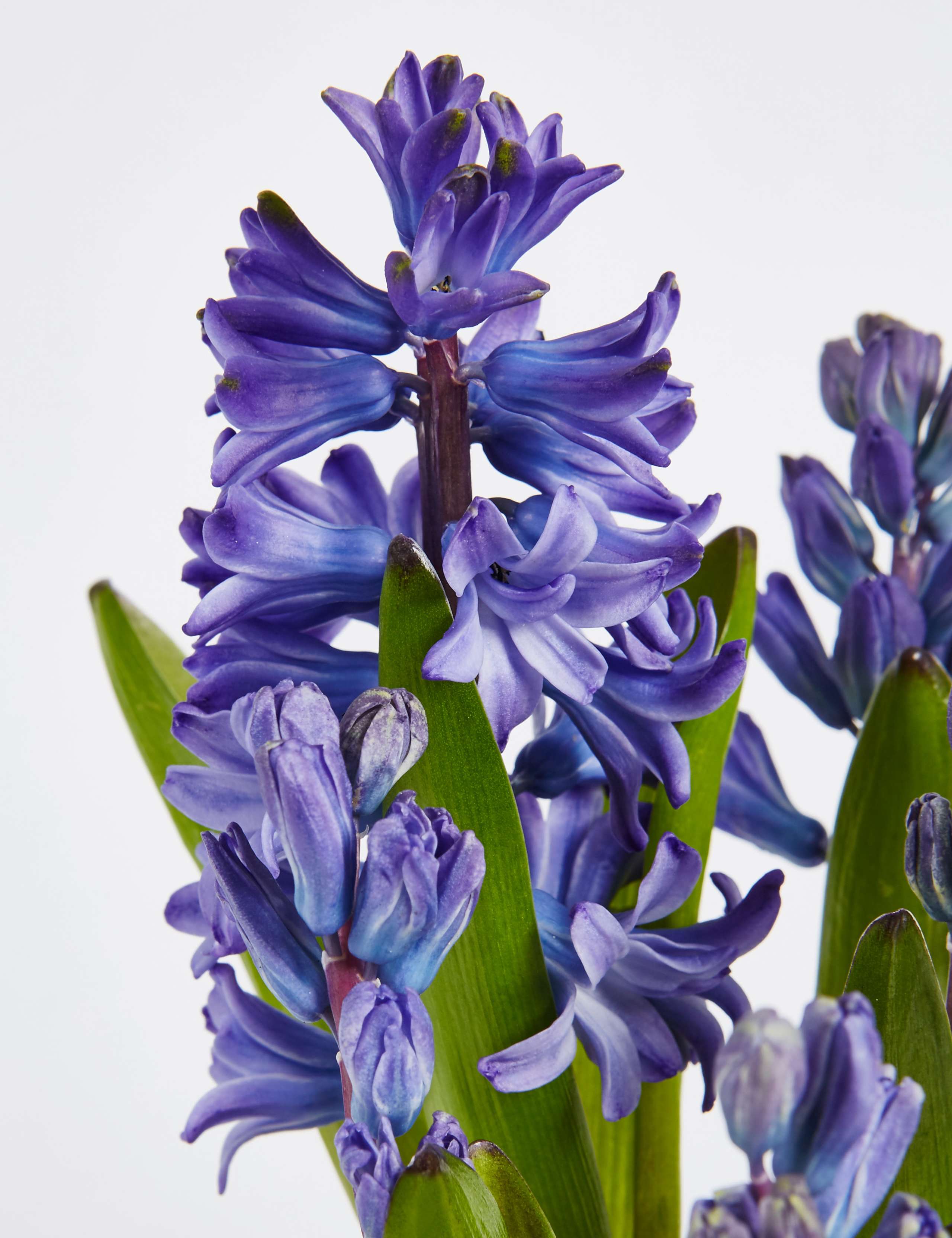 Christmas Hyacinth Glass 4 of 6