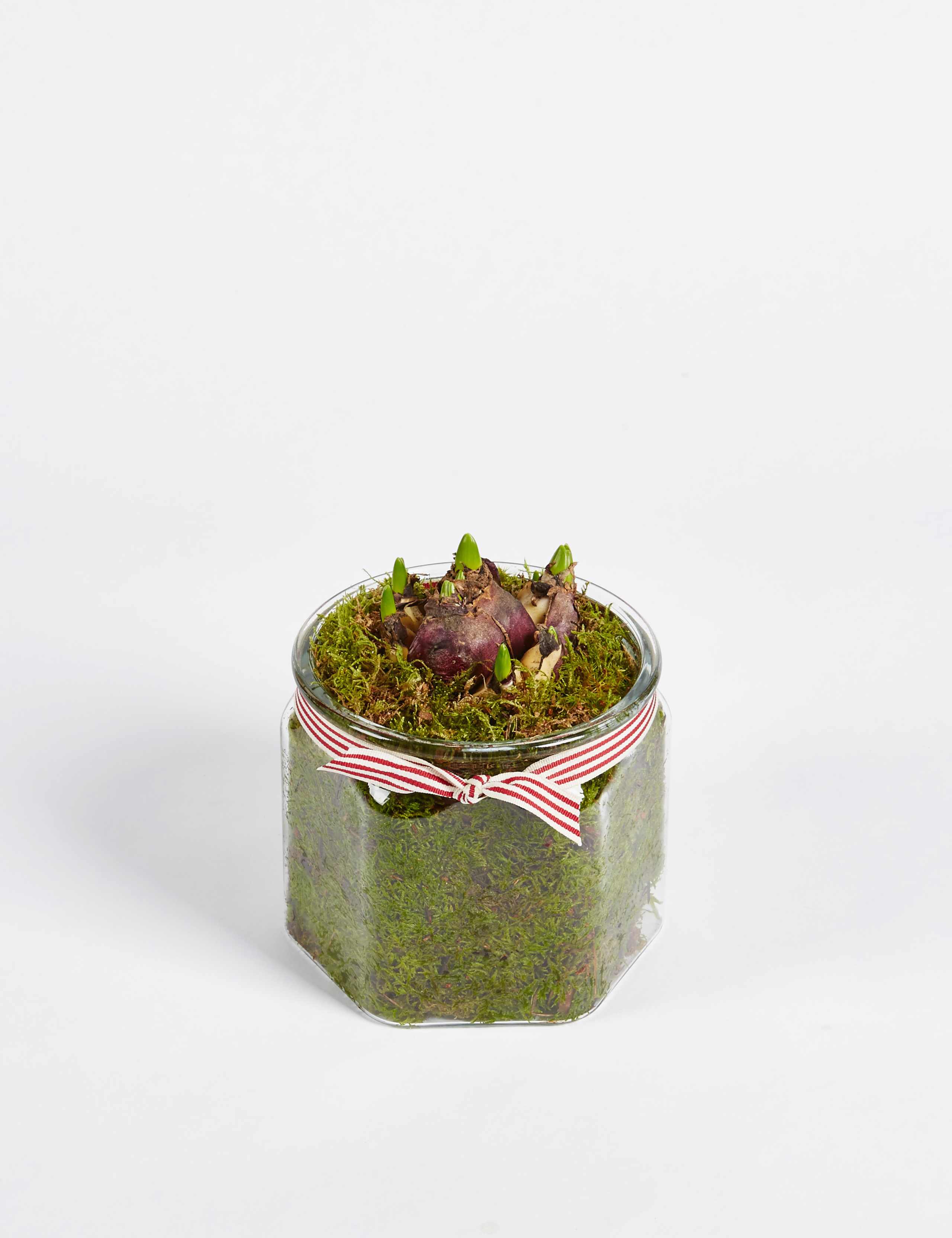 Christmas Hyacinth Glass 5 of 6