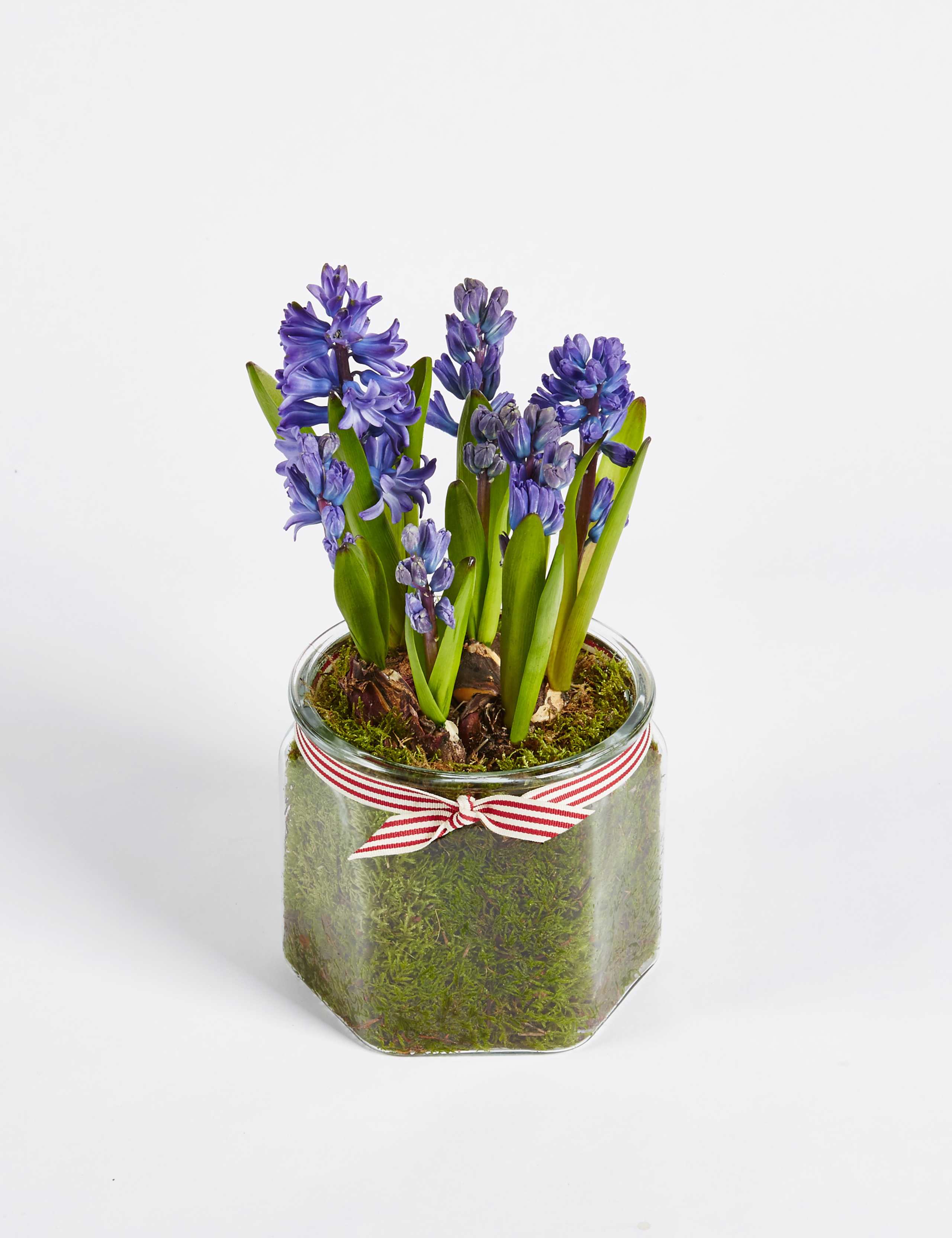 Christmas Hyacinth Glass 6 of 6