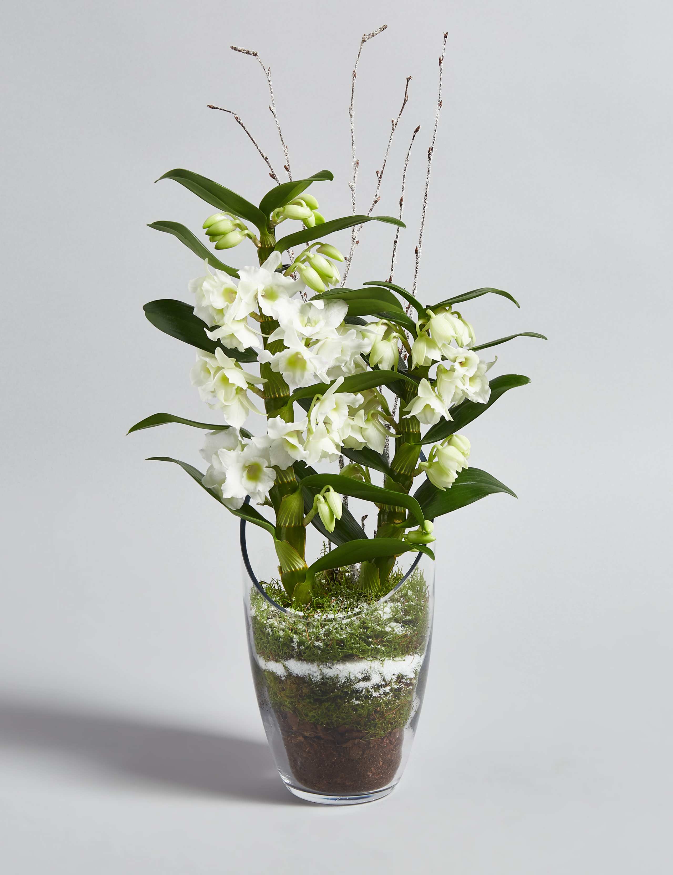 Christmas Orchid Glass 1 of 8