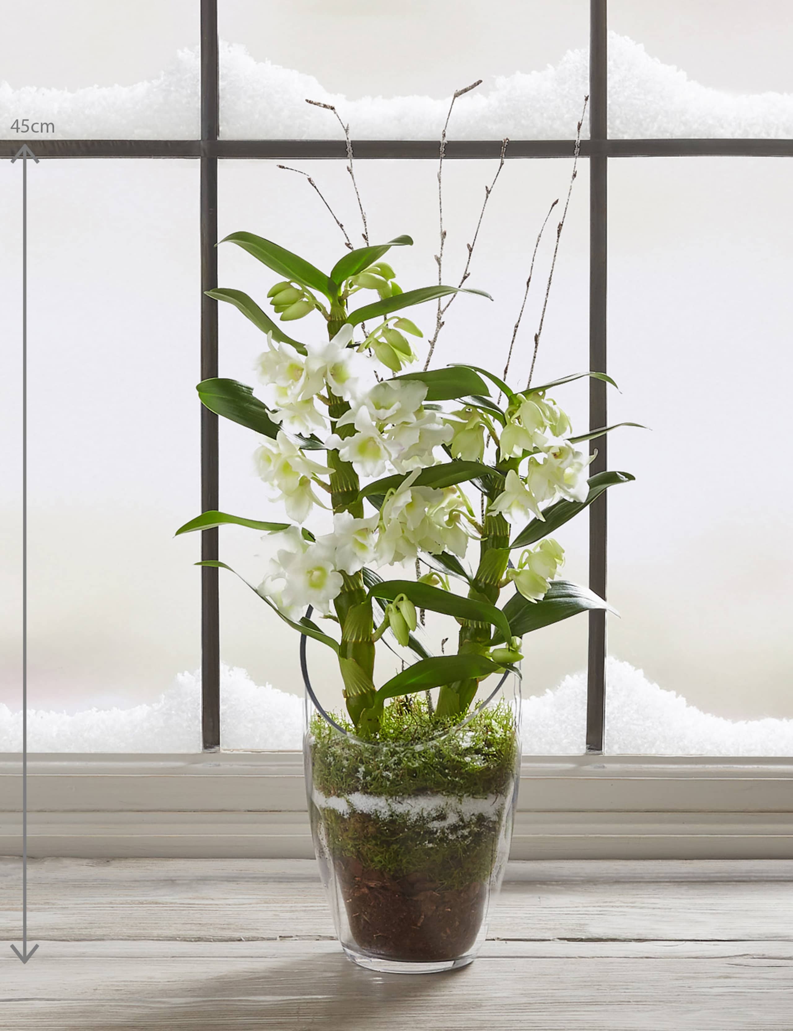Christmas Orchid Glass 3 of 8
