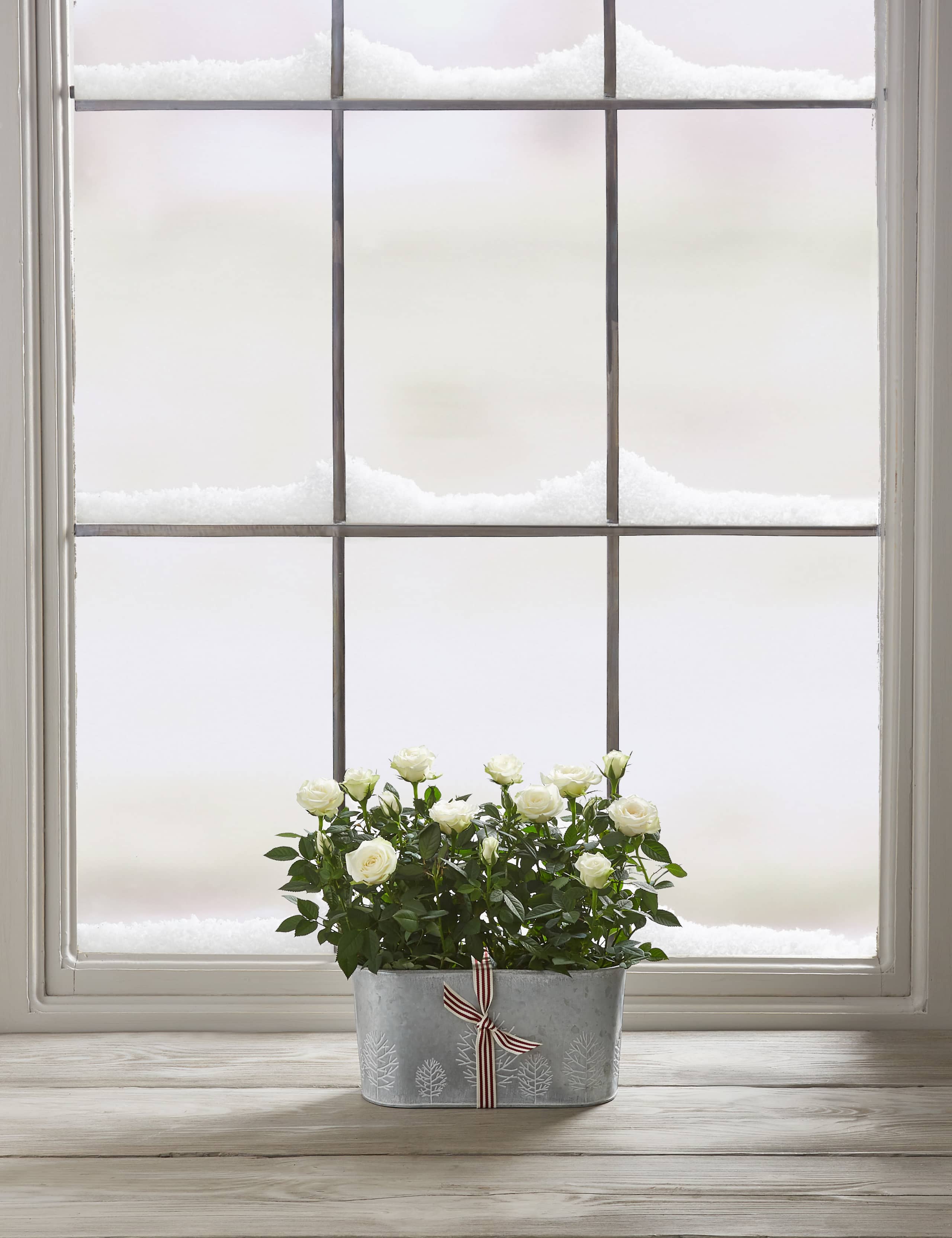 Christmas Rose Trough 4 of 7