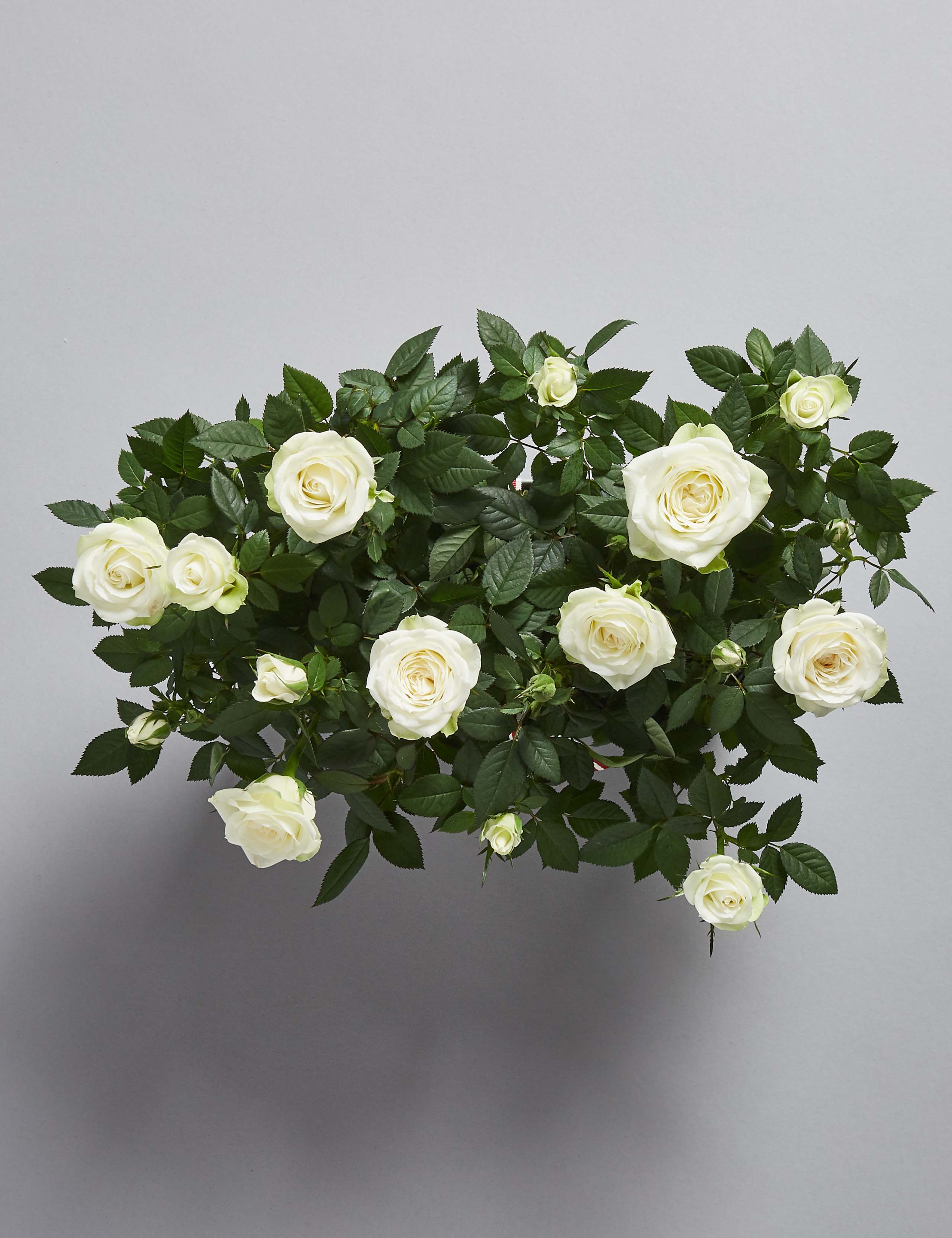 Christmas Rose Trough 5 of 7