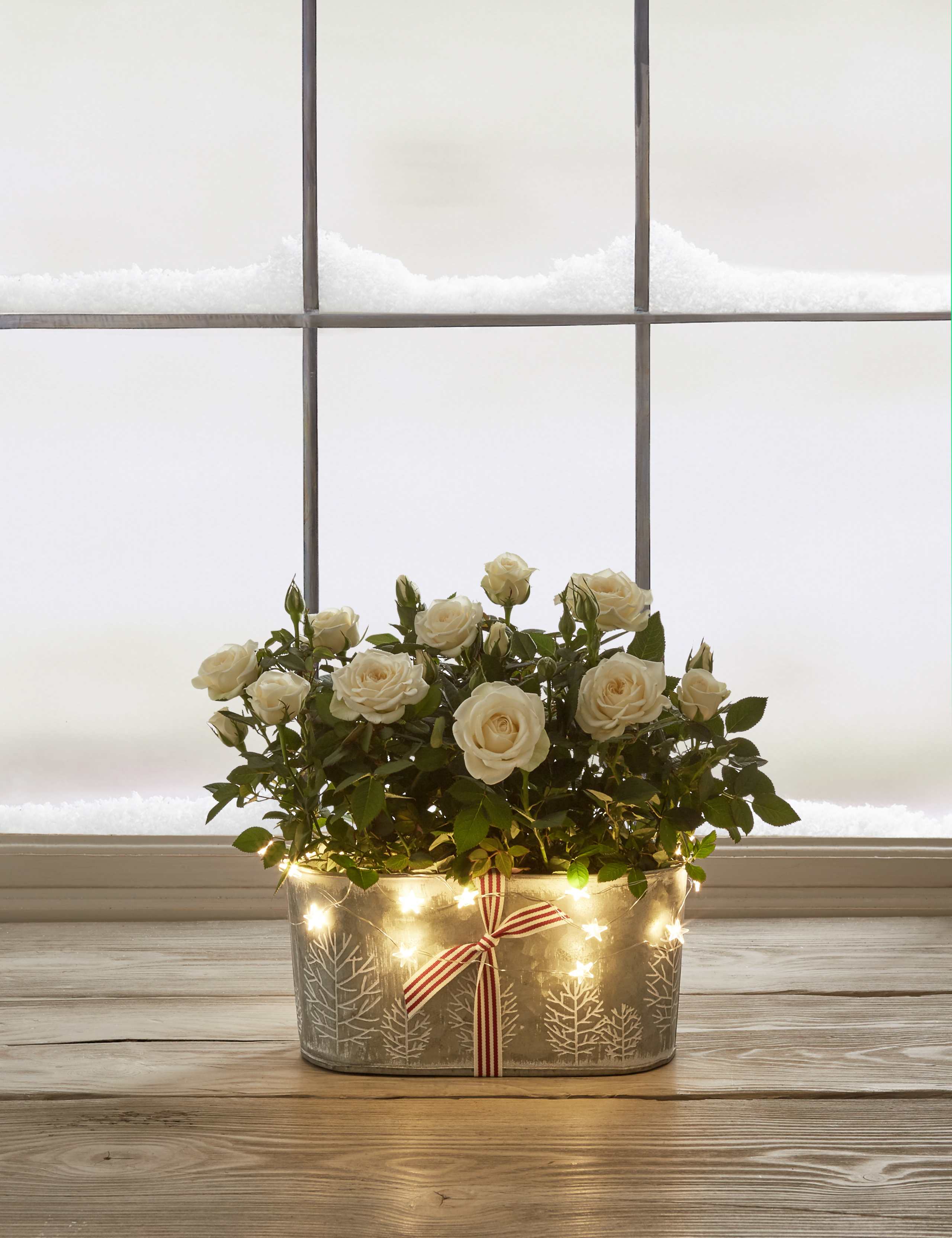 Christmas Rose Trough 6 of 7