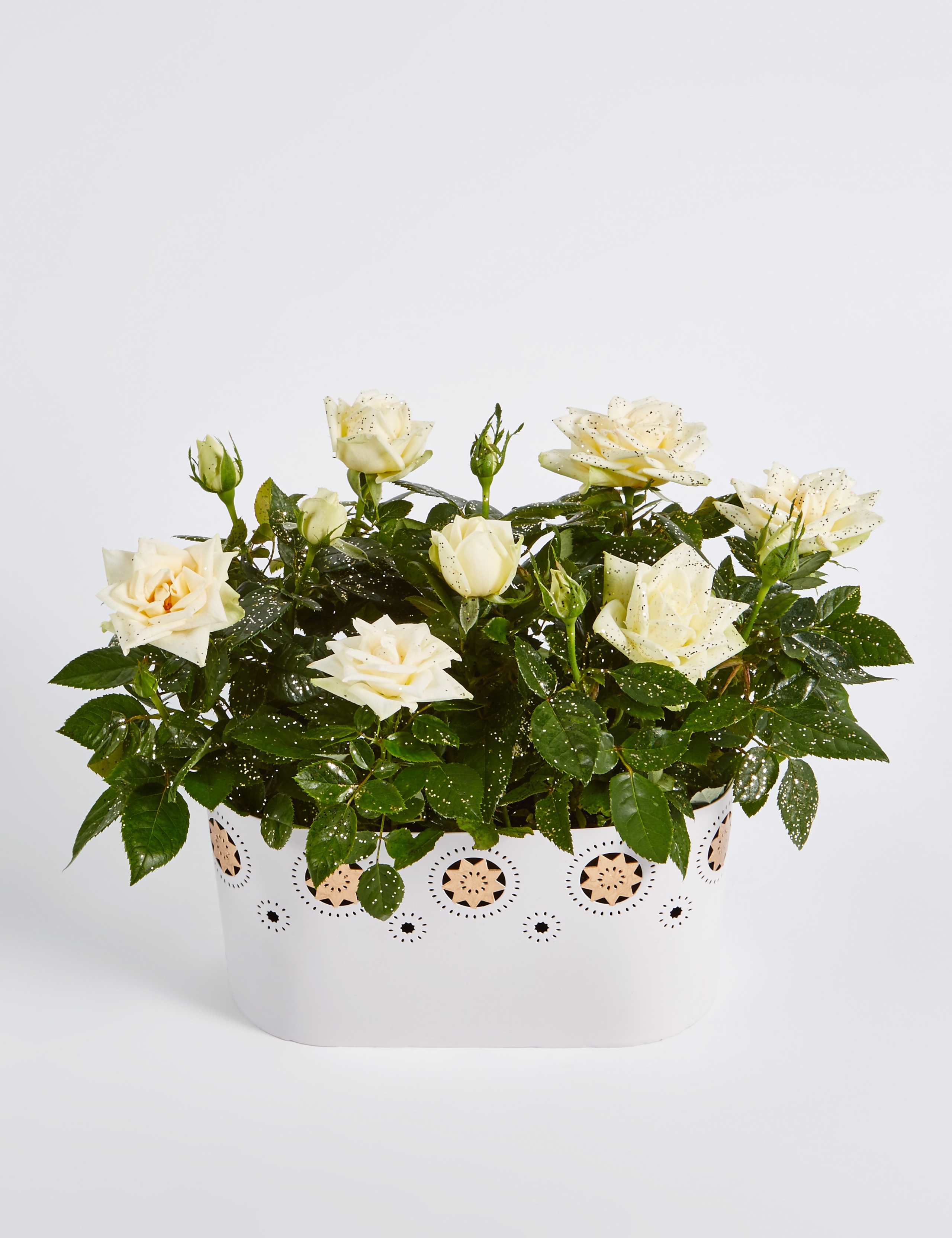 Christmas Rose Trough 7 of 7