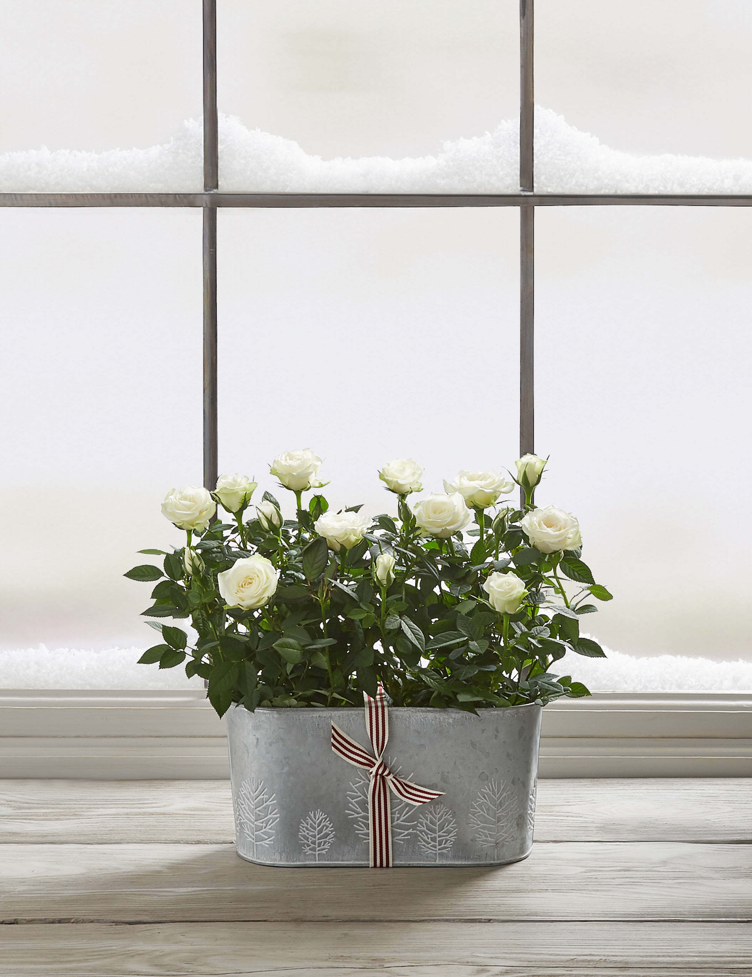Christmas Rose Trough 2 of 7