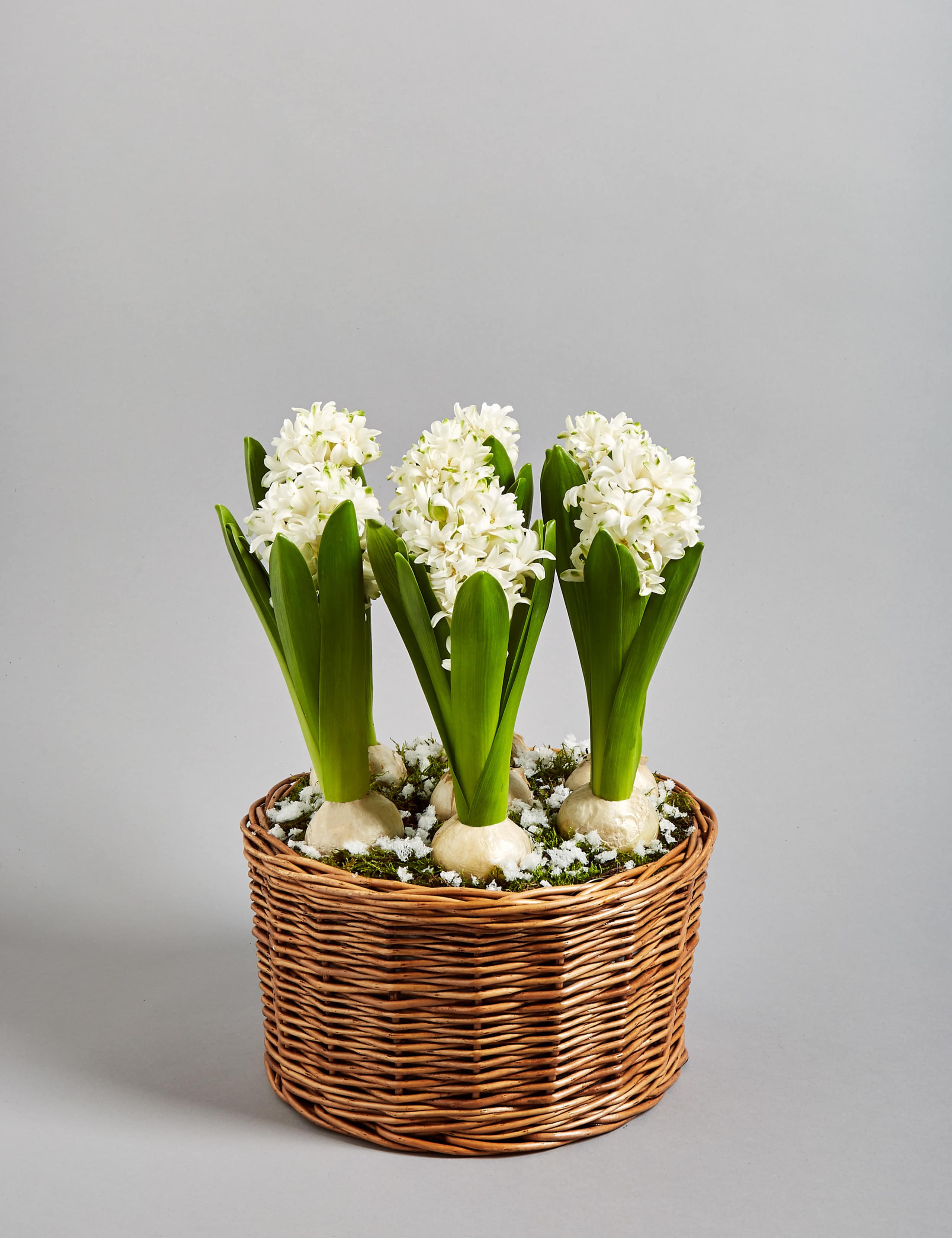 Hyacinth Bulb Basket 1 of 7
