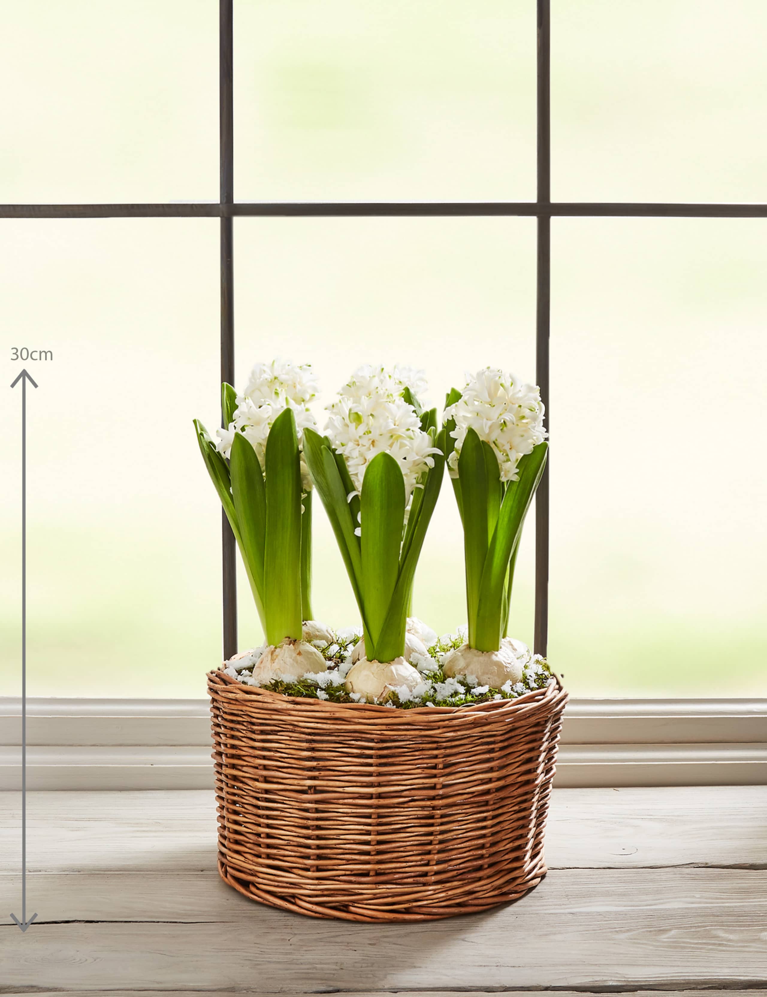 Hyacinth Bulb Basket 3 of 7