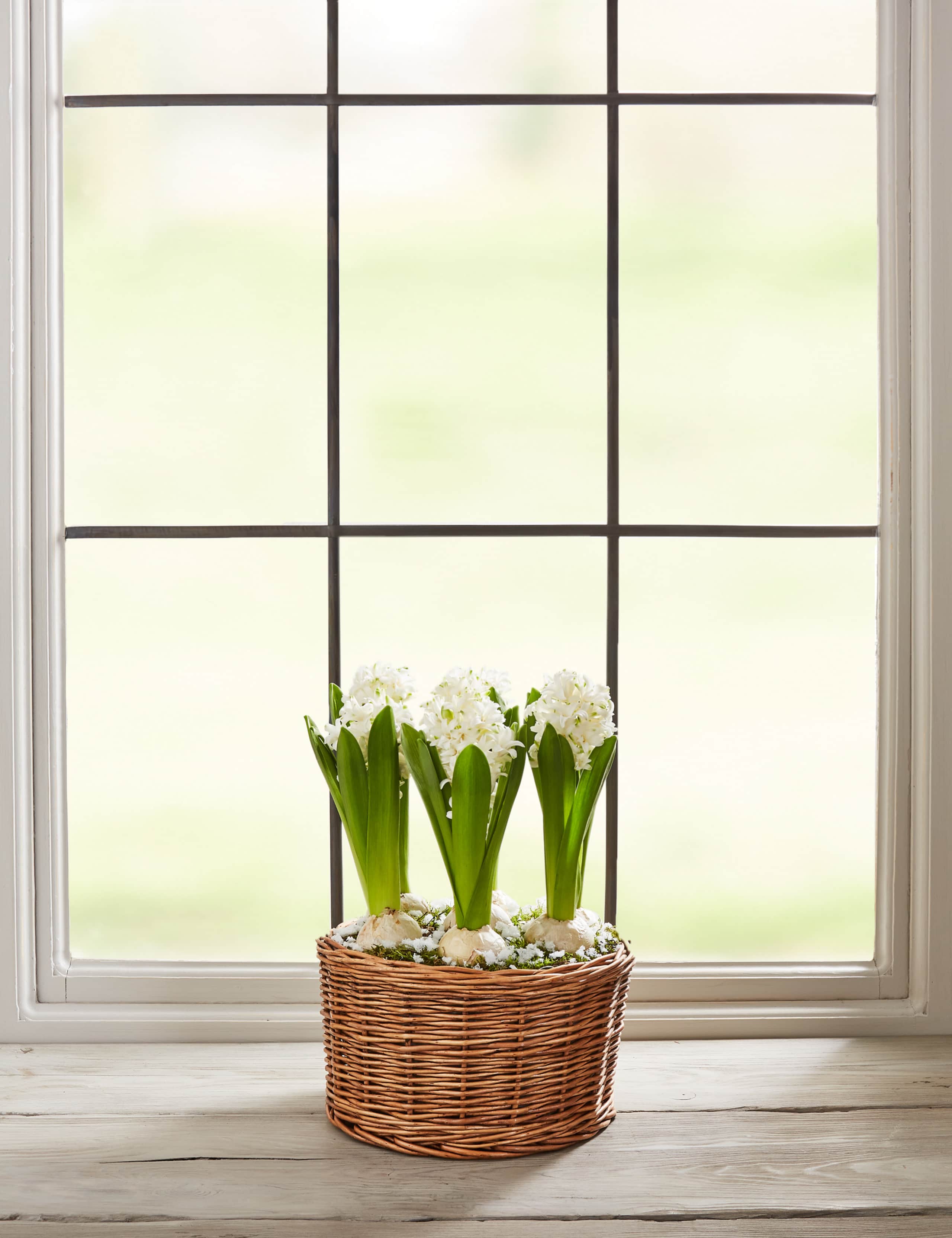 Hyacinth Bulb Basket 4 of 7