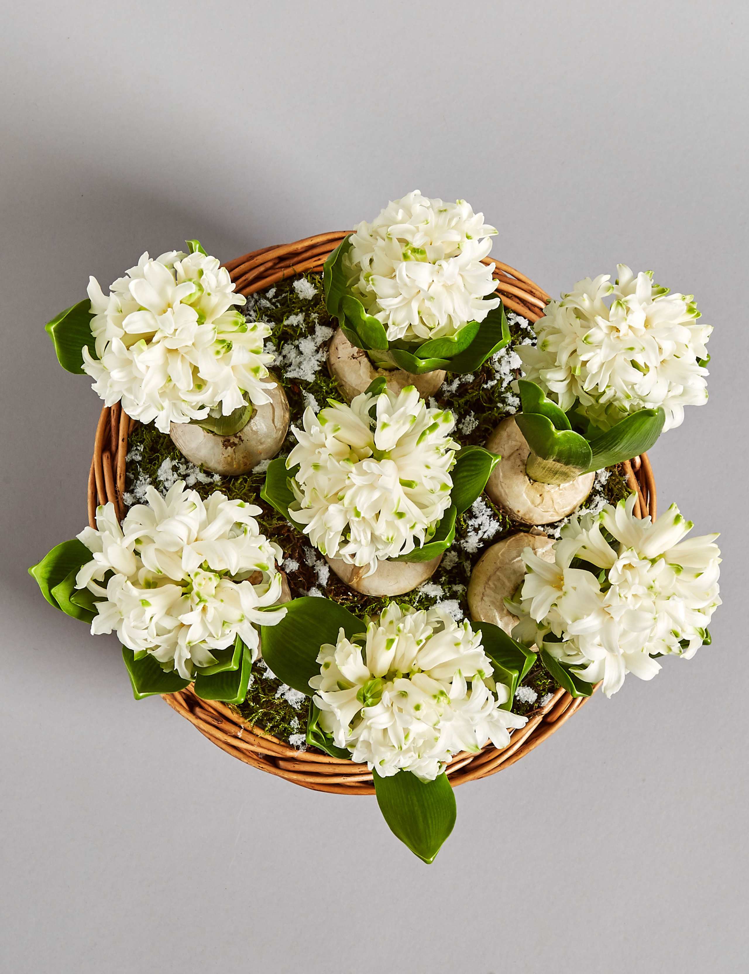 Hyacinth Bulb Basket 5 of 7