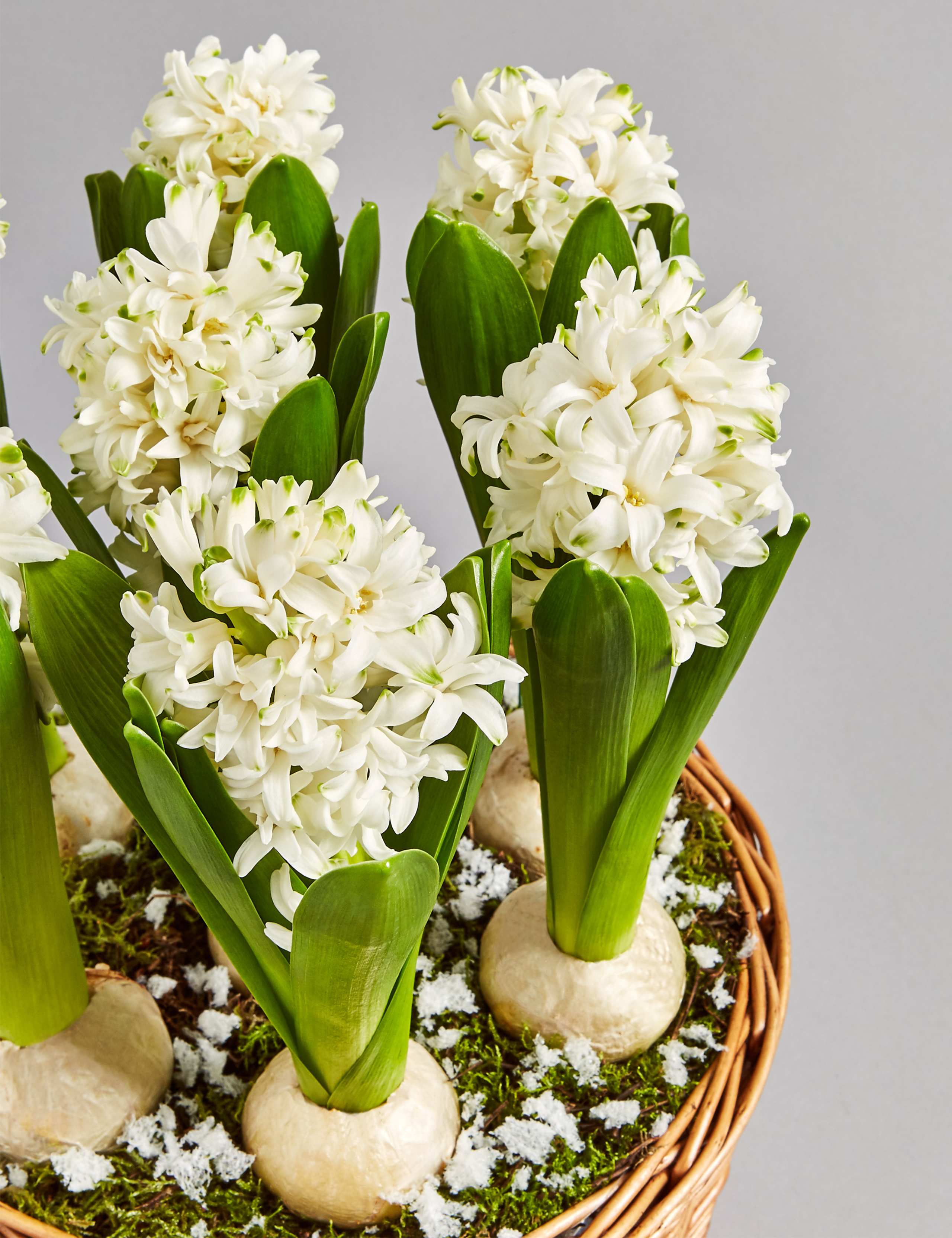 Hyacinth Bulb Basket 6 of 7
