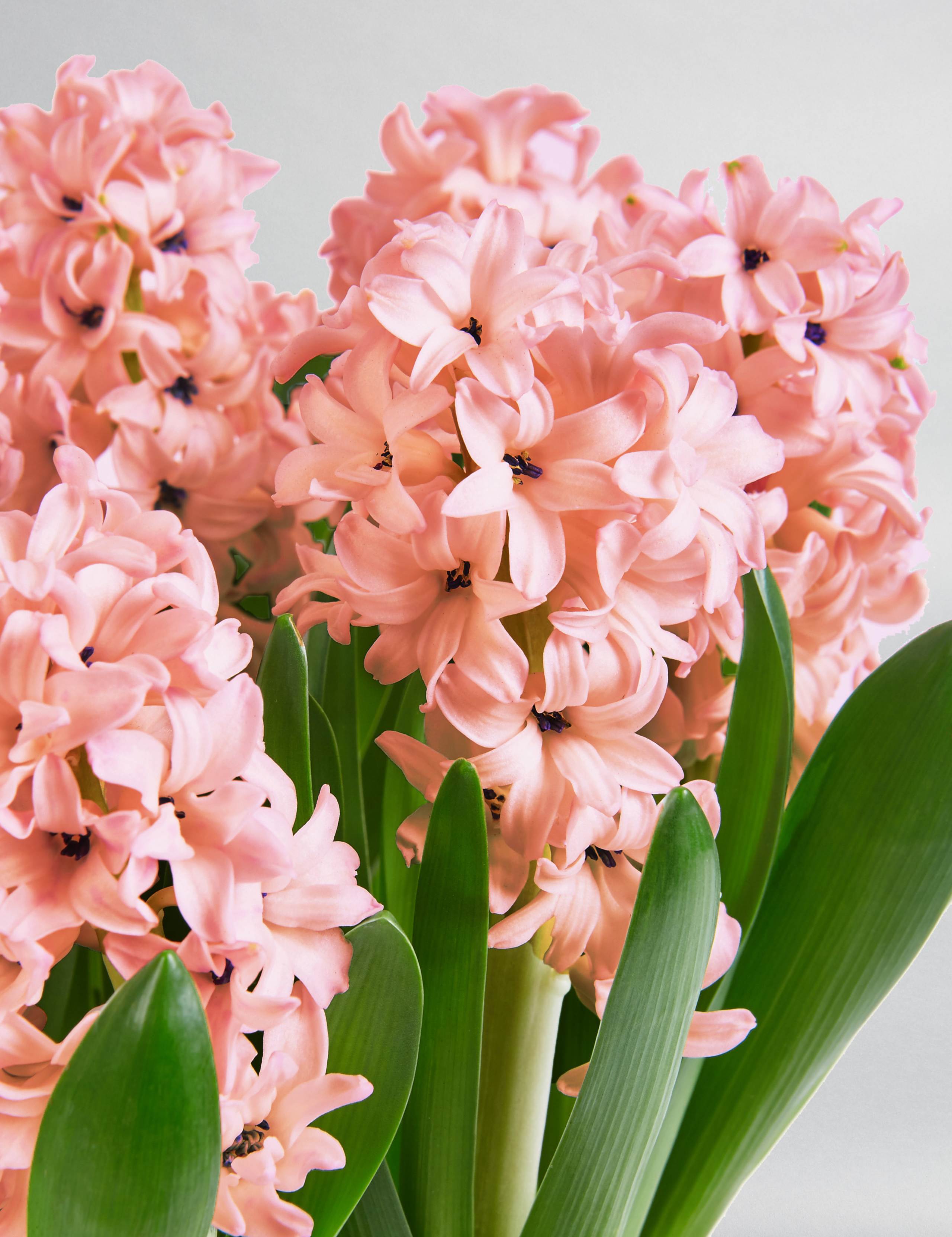 Hyacinth Bulb Basket 7 of 7