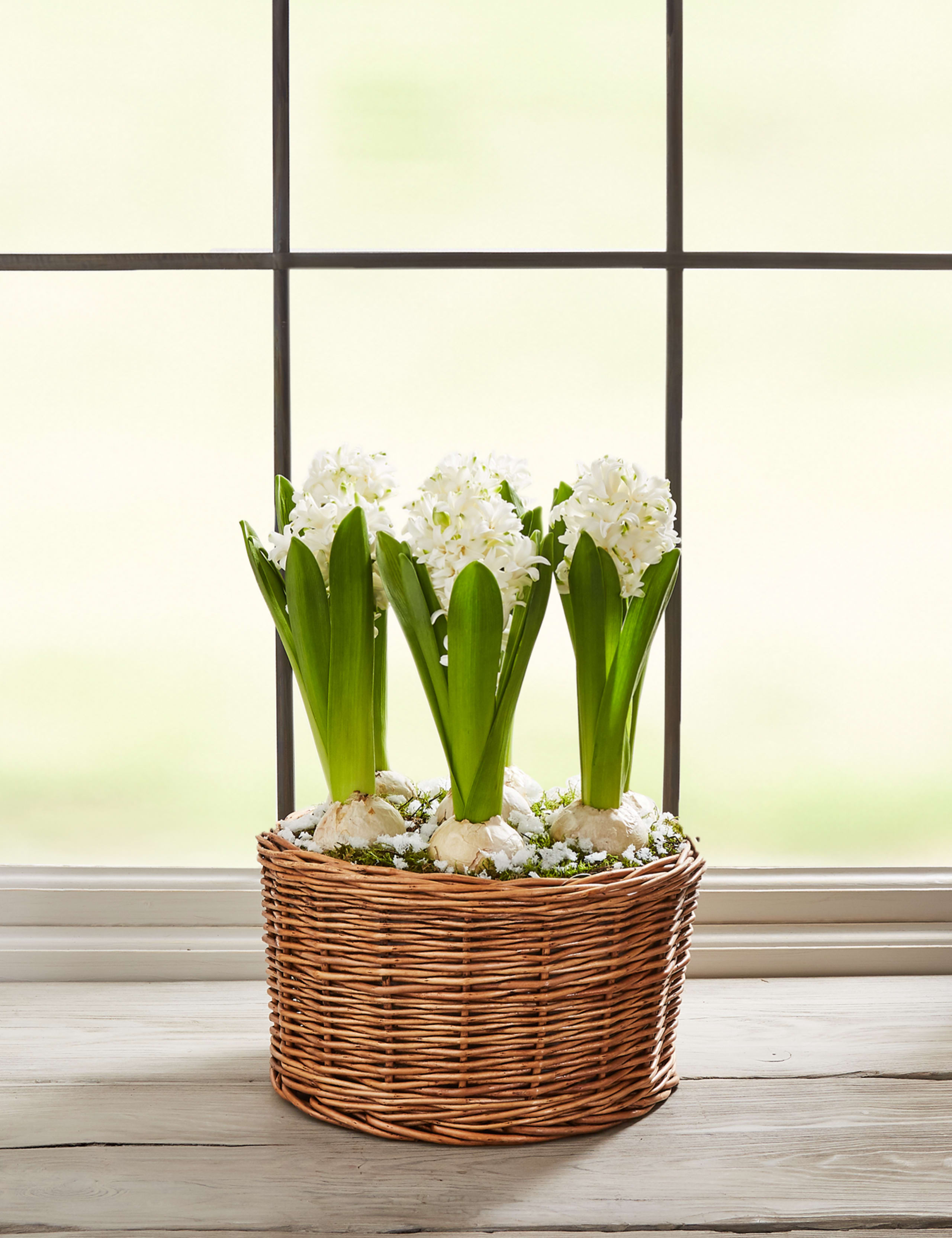 Hyacinth Bulb Basket 2 of 7
