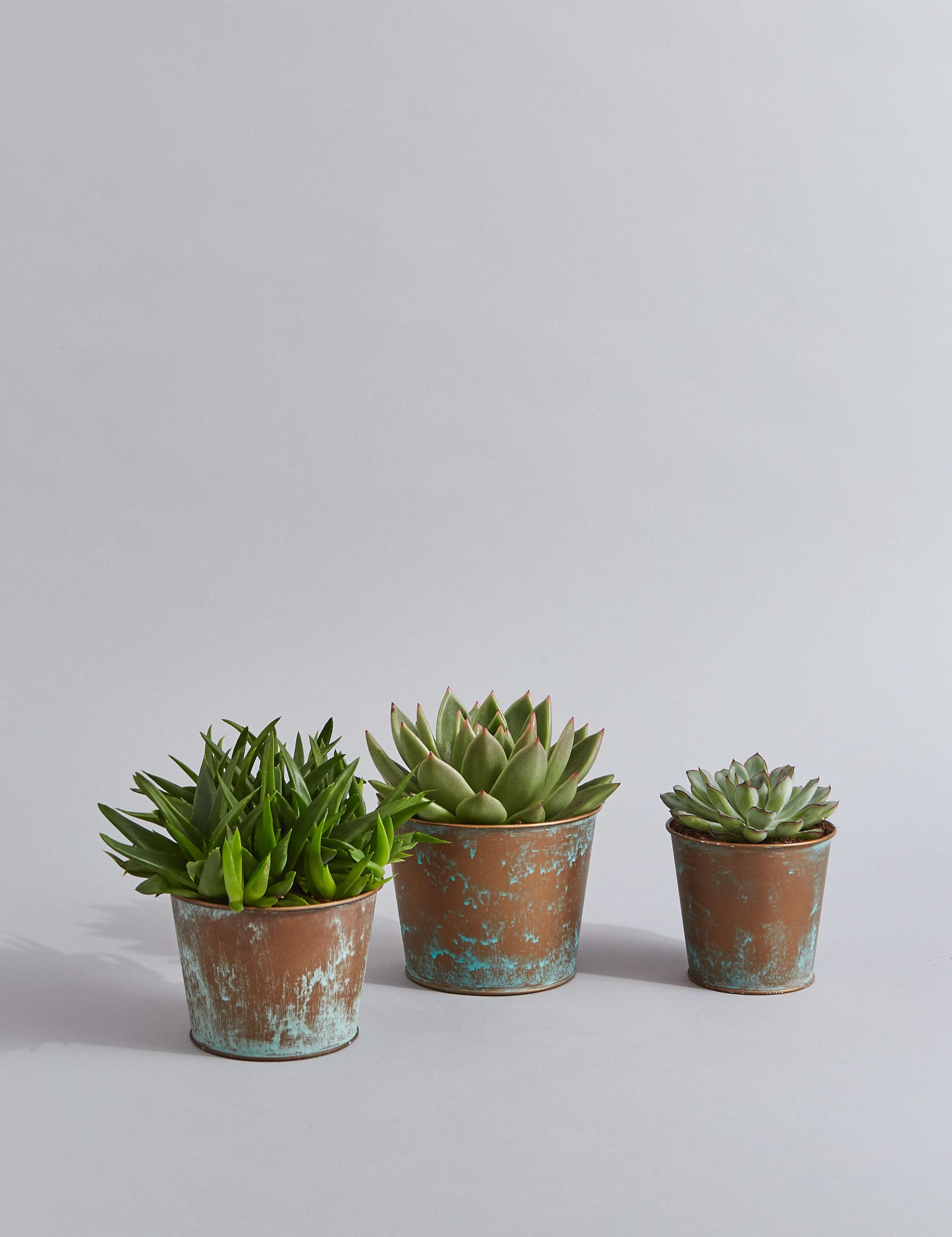Succulent Plant Trio 1 of 6