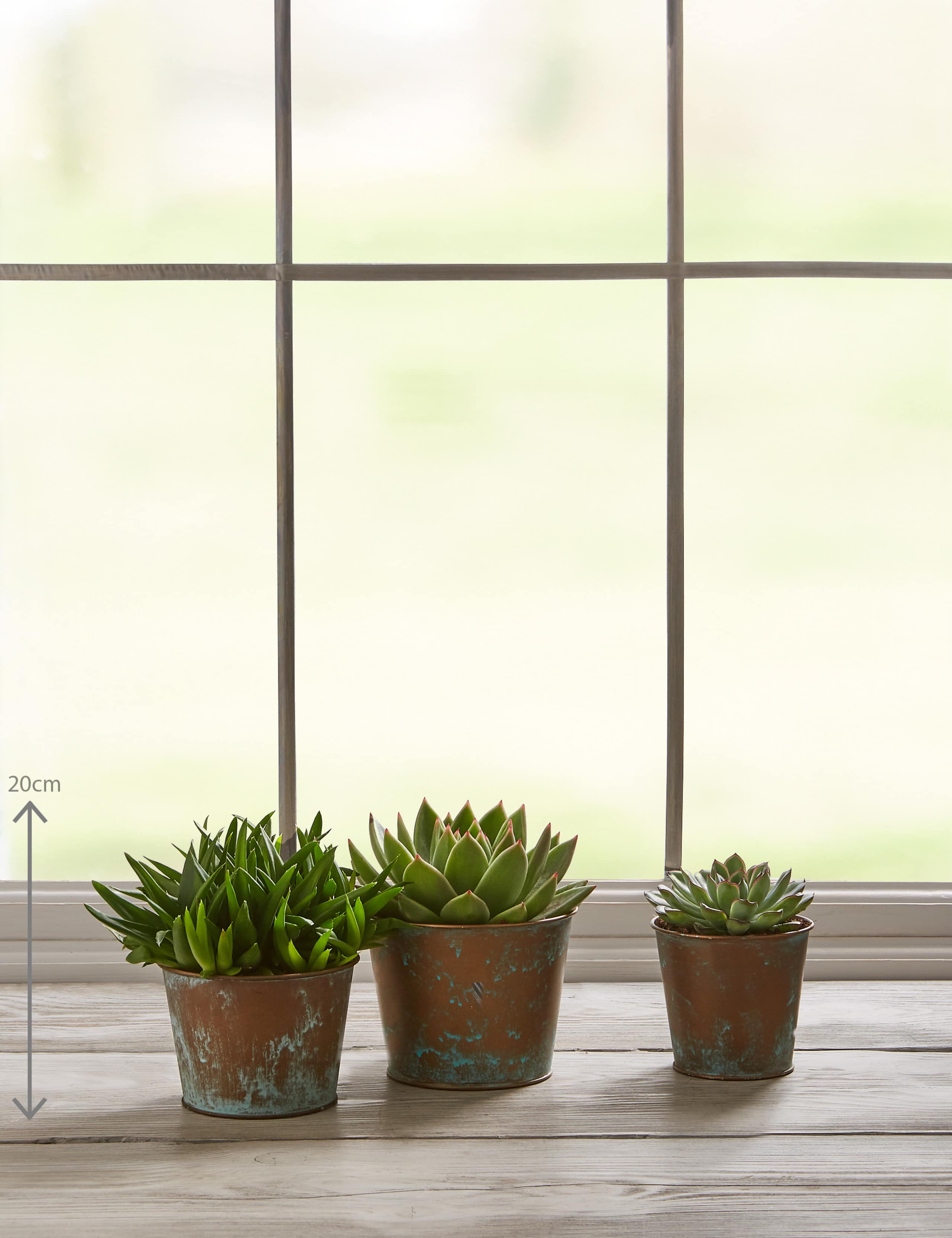 Succulent Plant Trio 3 of 6