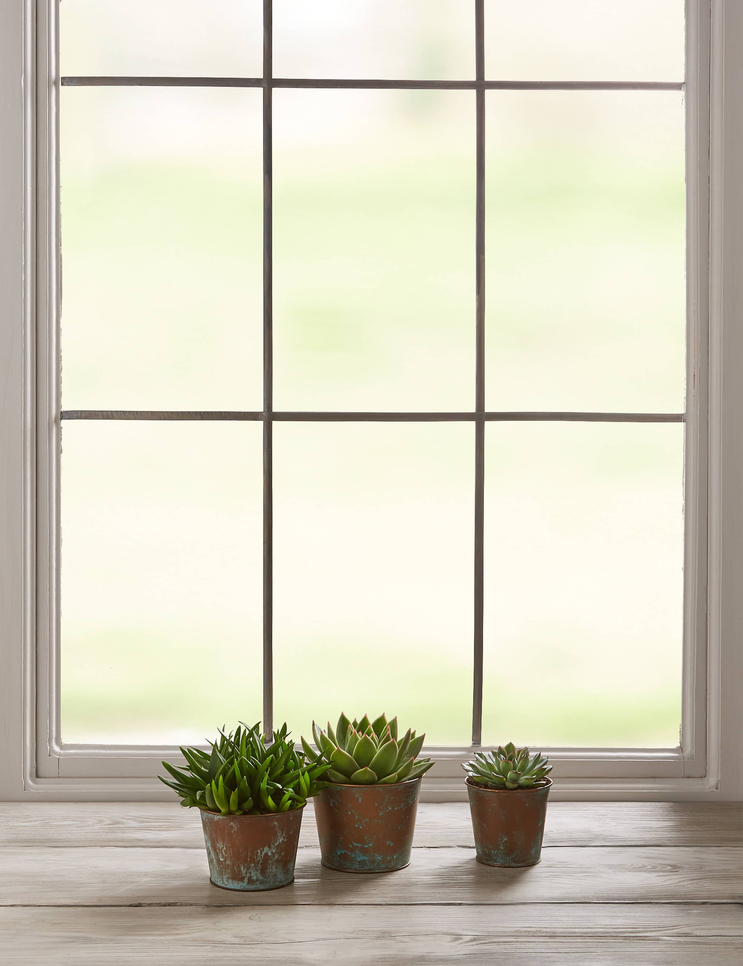 Succulent Plant Trio 4 of 6