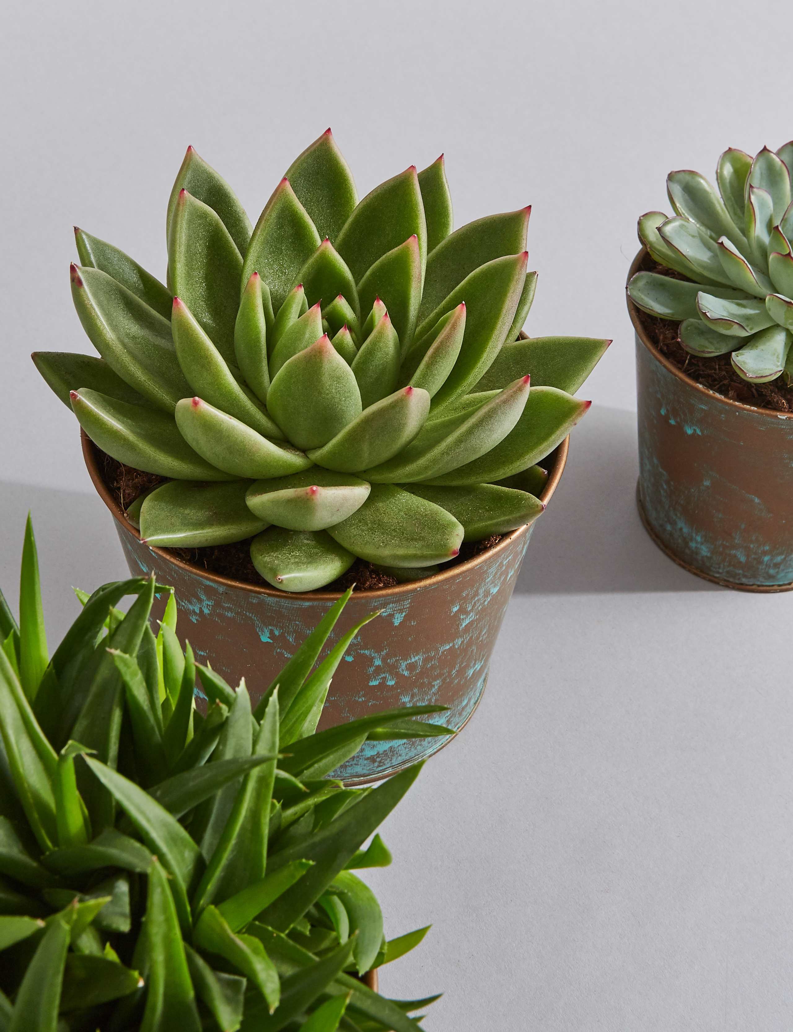 Succulent Plant Trio 6 of 6