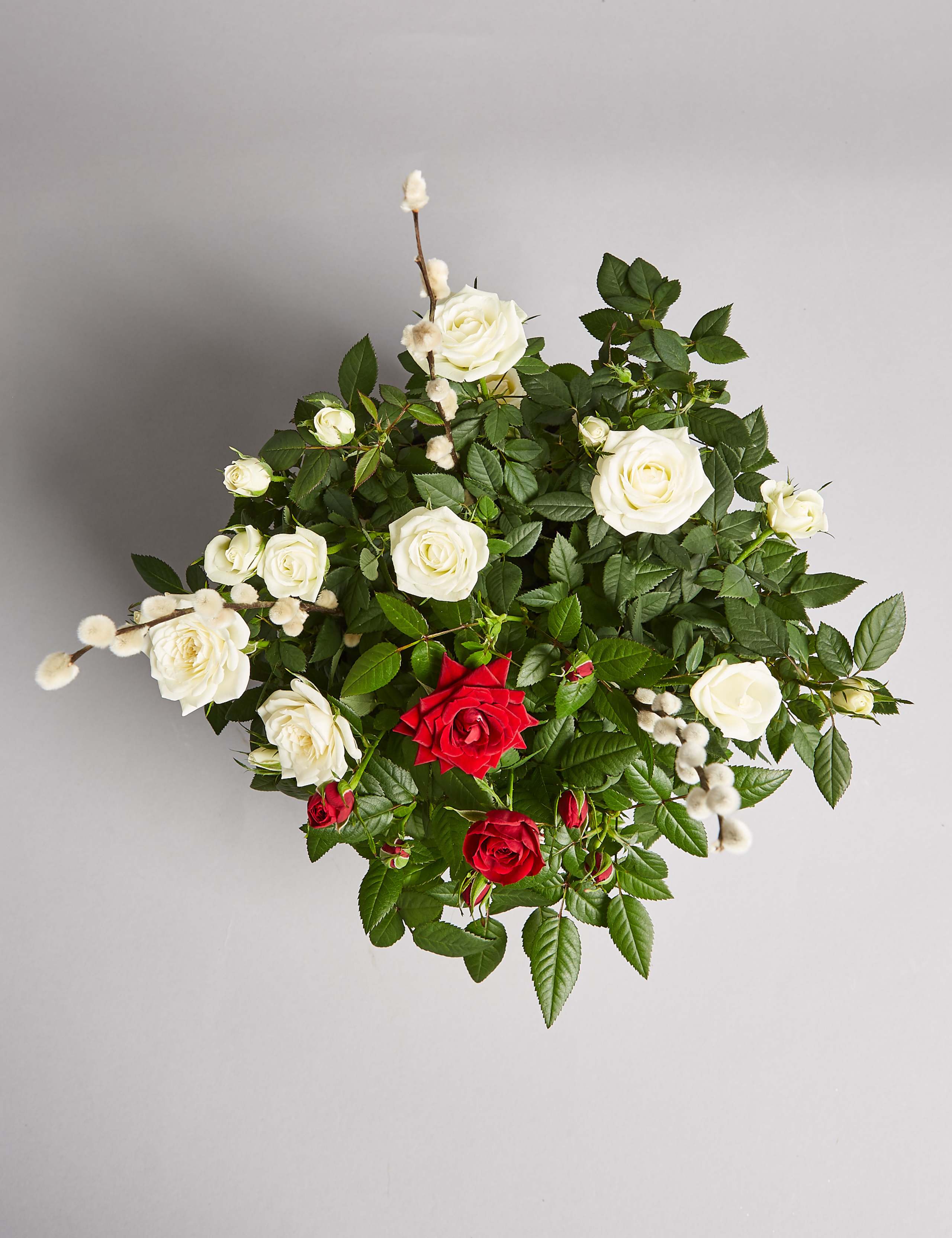 Christmas Rose House Plant 4 of 7