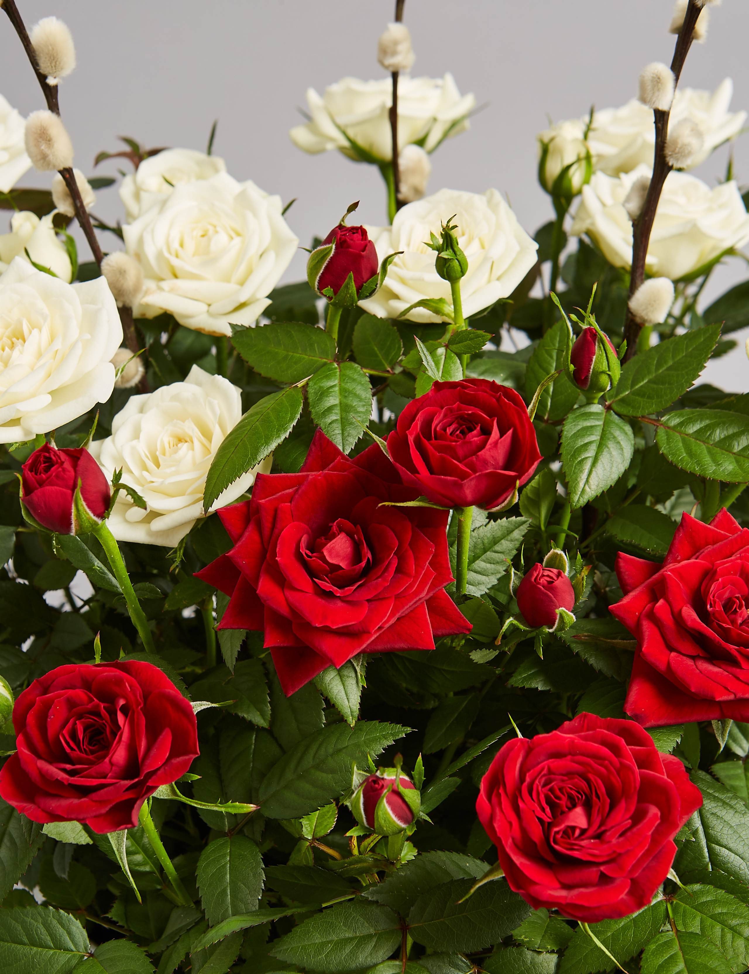 Christmas Rose House Plant 5 of 7