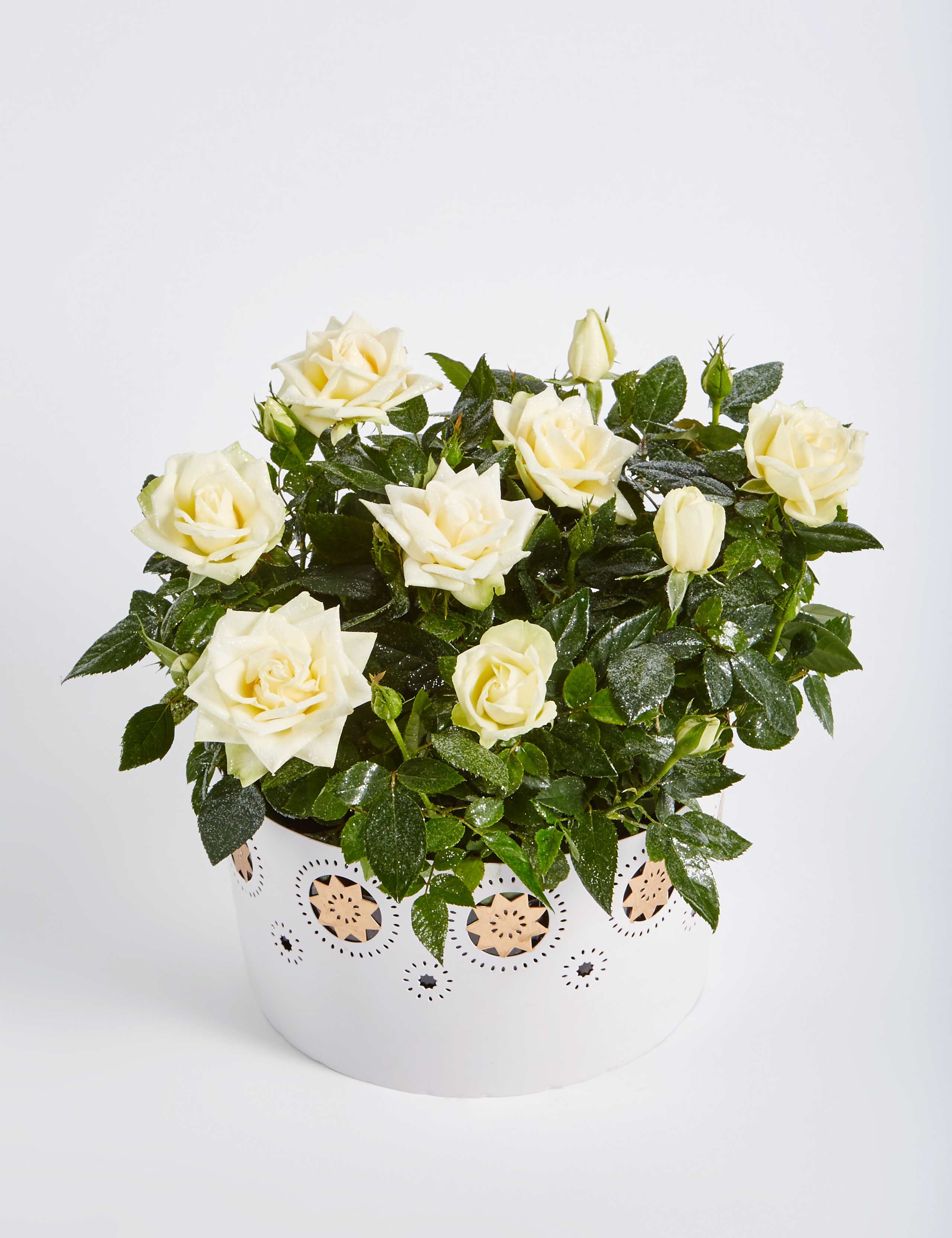 Christmas Rose House Plant 7 of 7