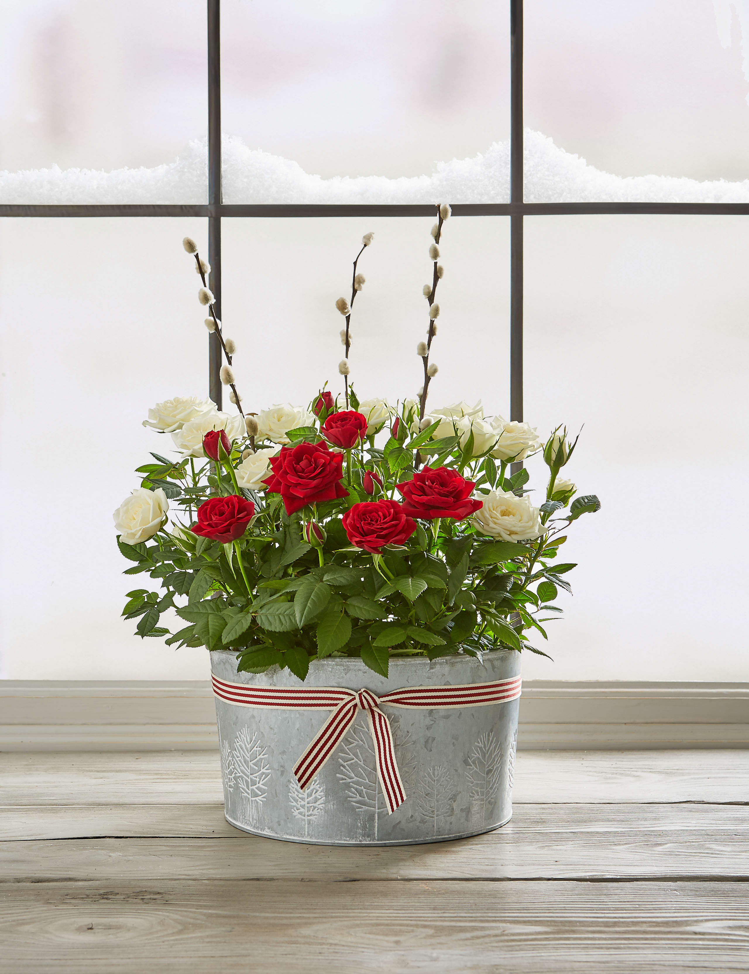 Christmas Rose House Plant 2 of 7