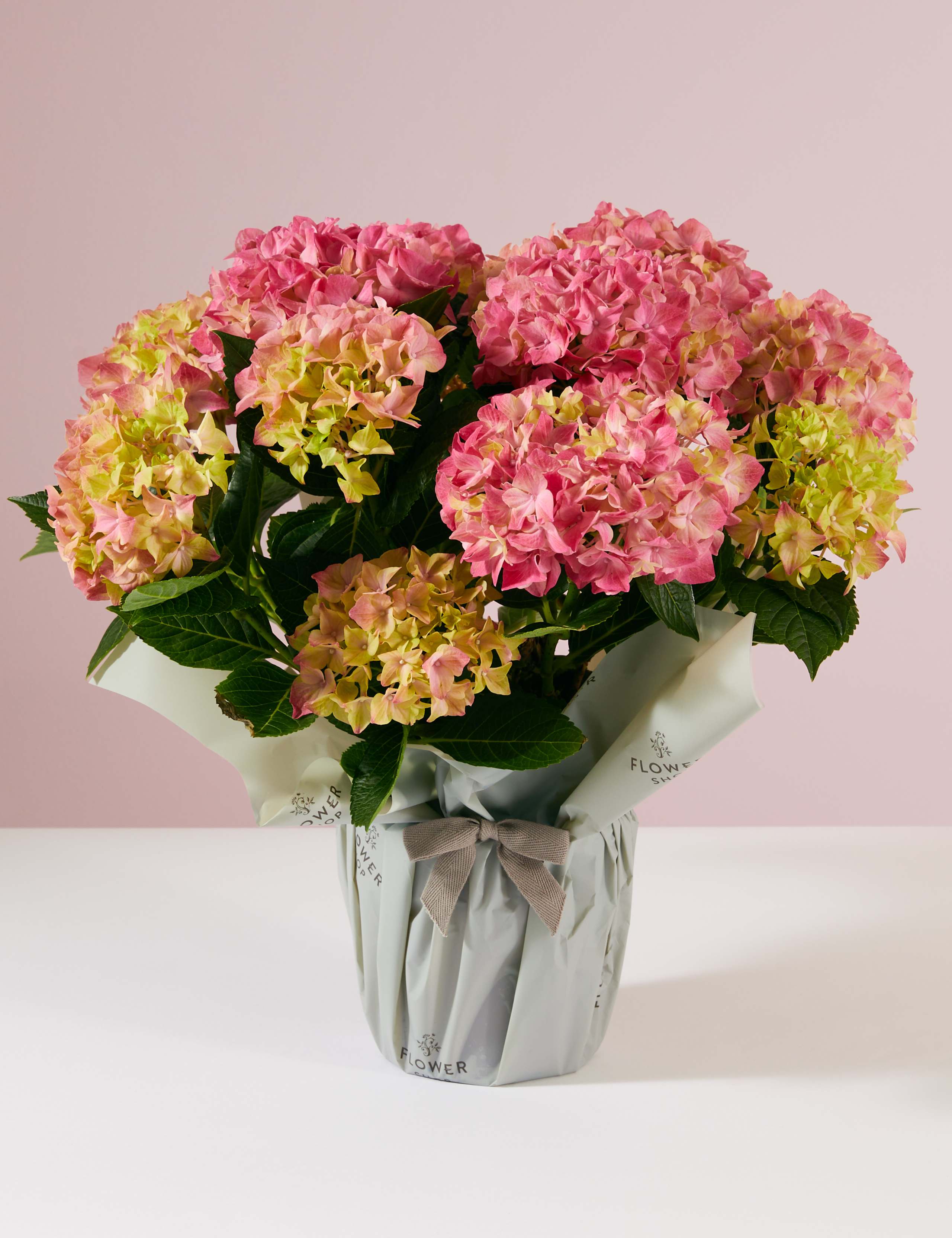 Gift Wrapped Hydrangea 1 of 3