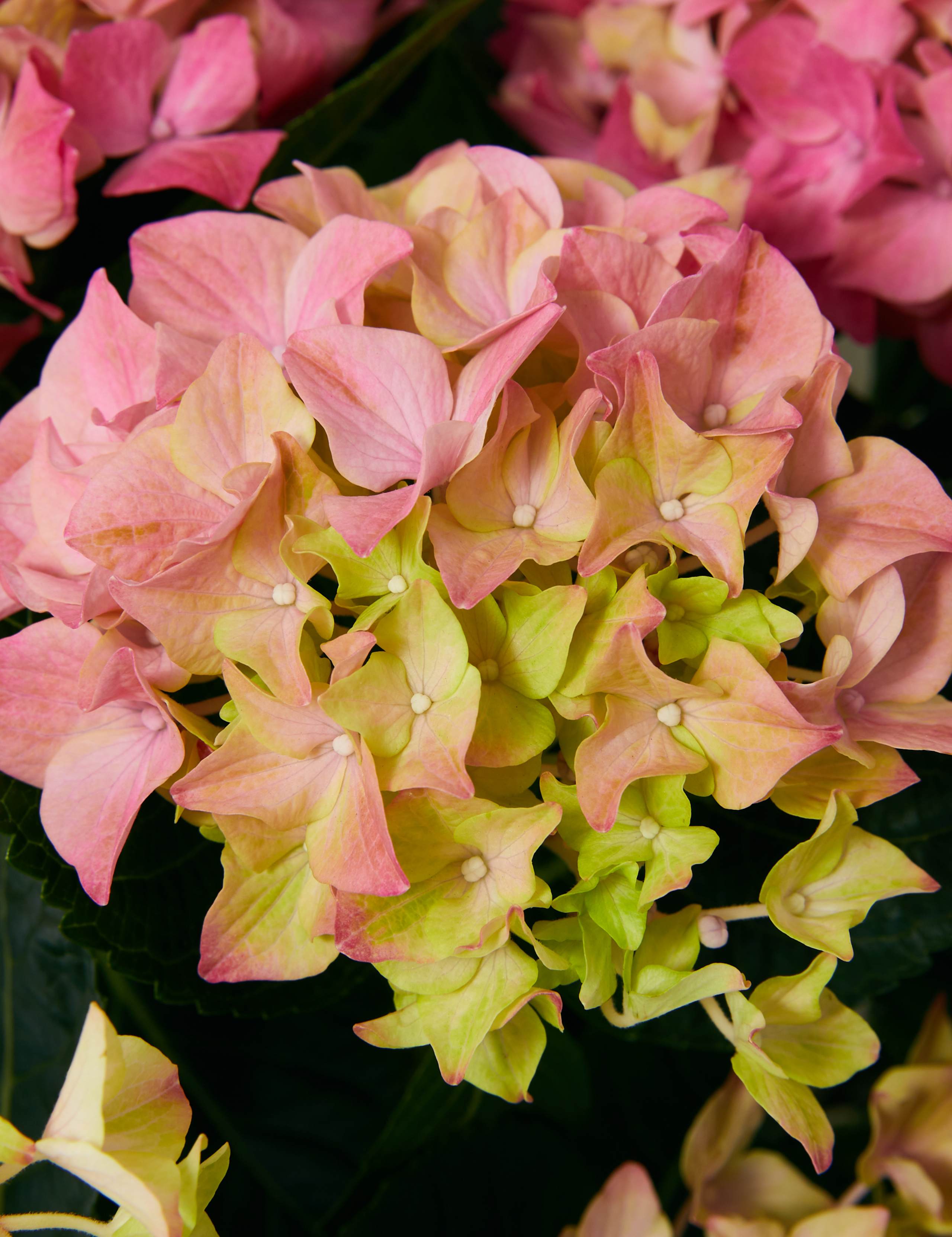 Gift Wrapped Hydrangea 3 of 3